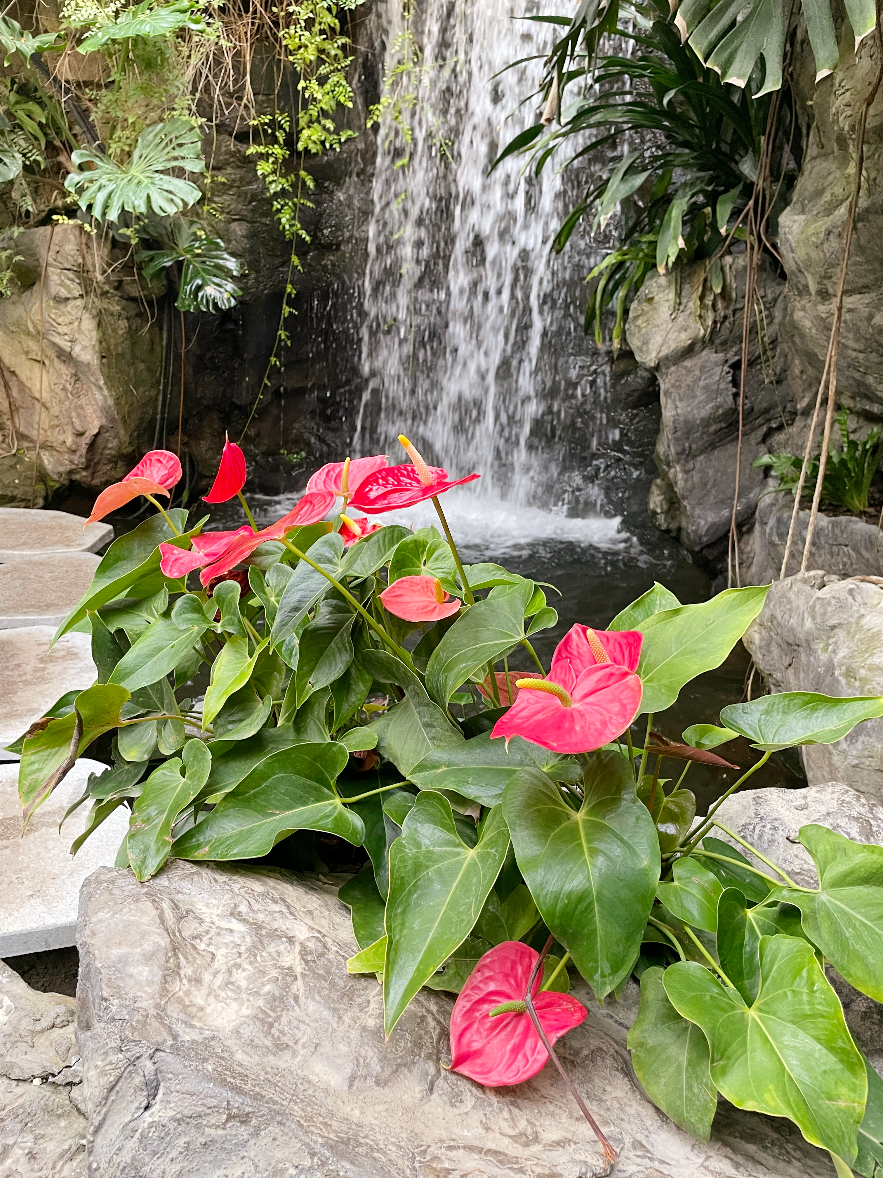 瀑布旁娇艳红掌花 赏心悦目的绿植美景