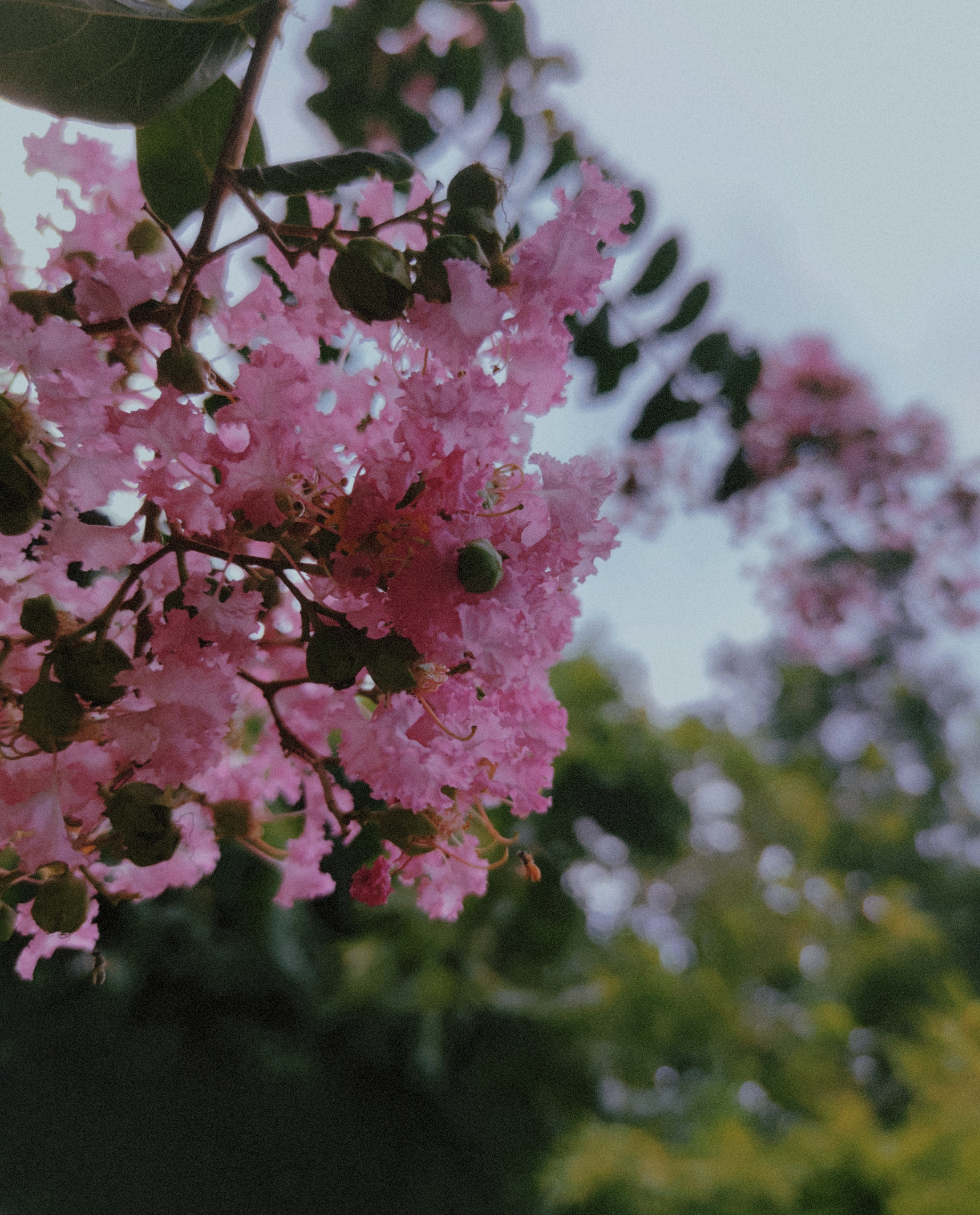 粉色紫薇花绽放鲜花壁纸来袭
