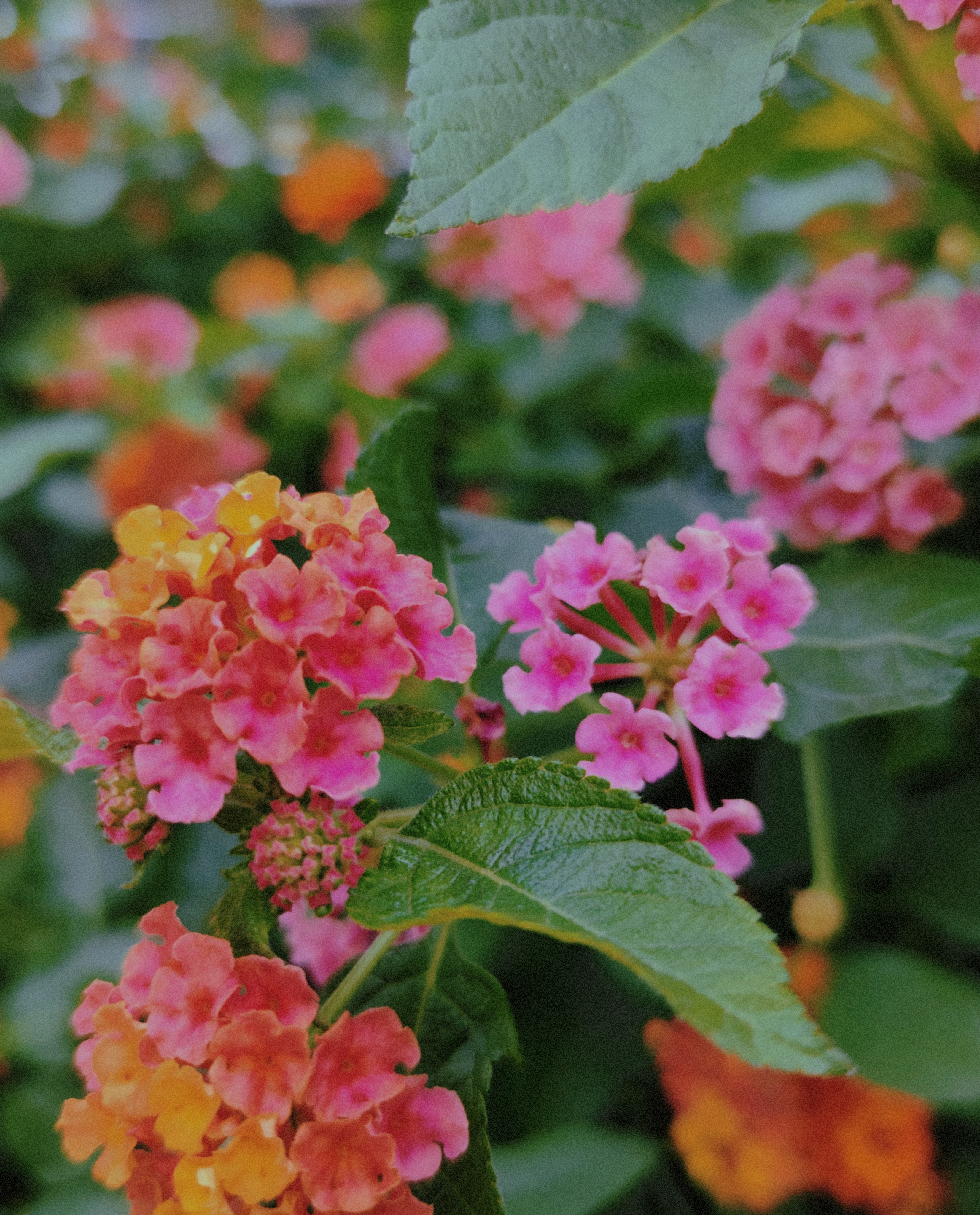 缤纷多彩鲜花绽放清新手机壁纸