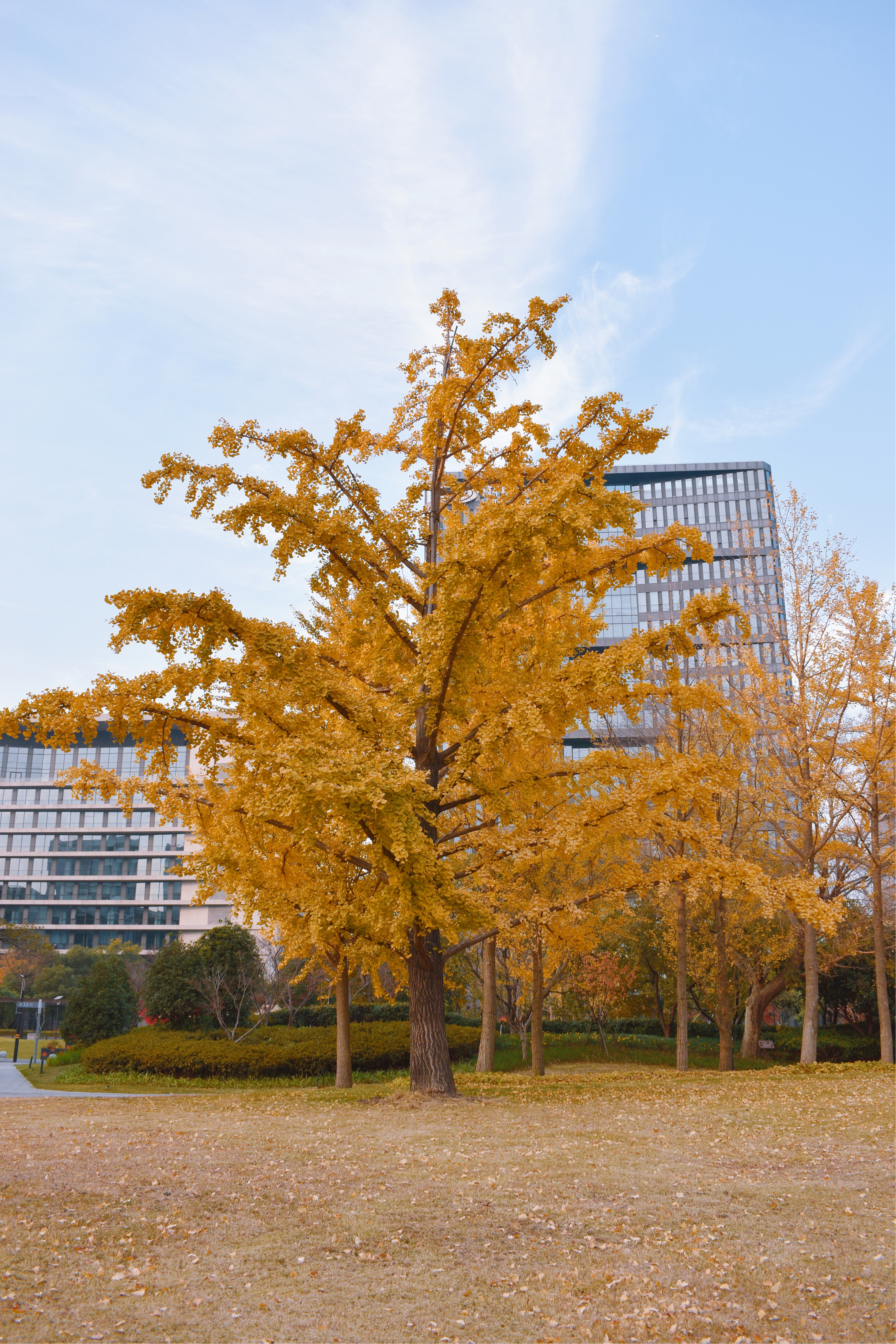 金黄银杏秋韵 城市树木风景美如画