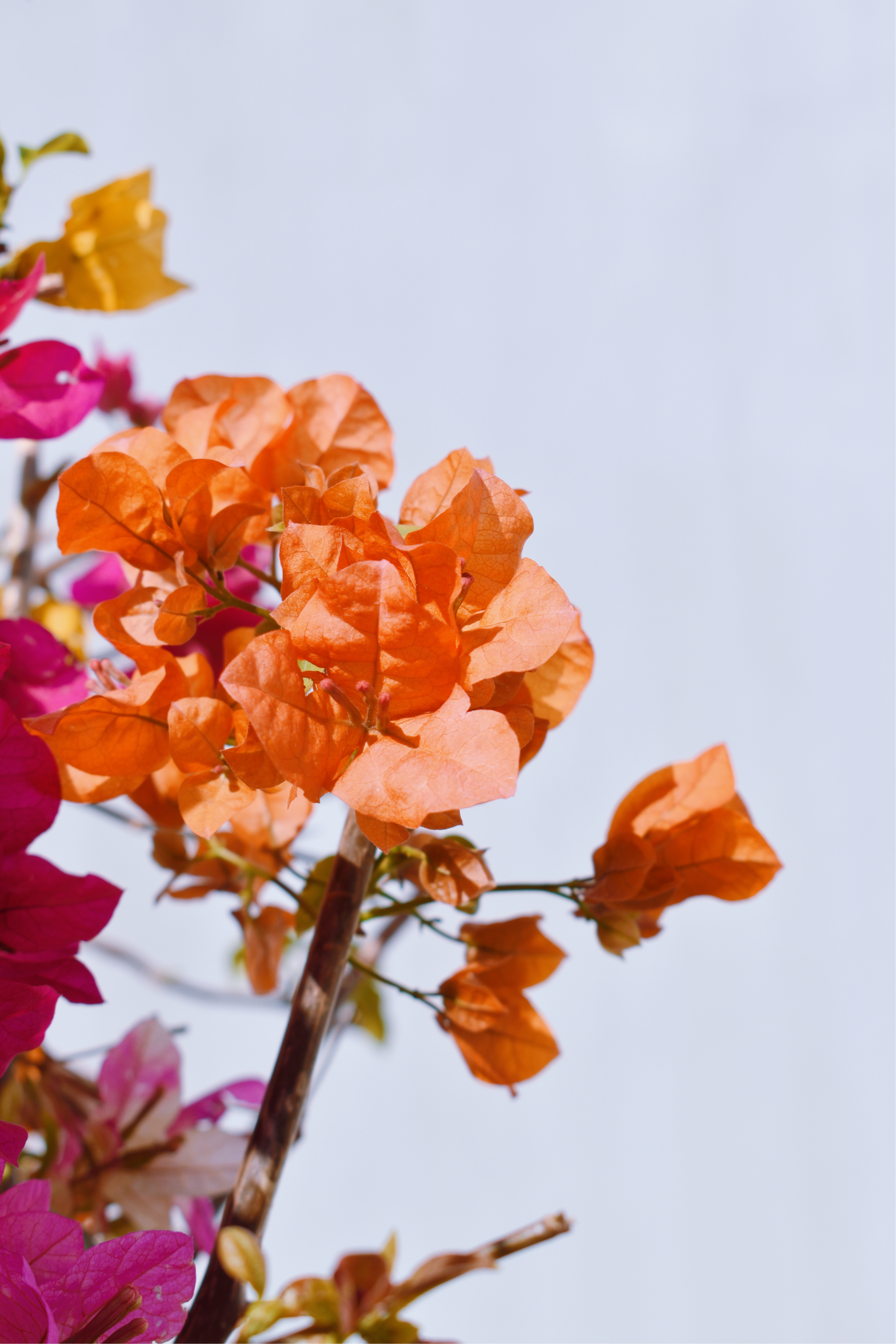 缤纷三角梅 鲜花类宣传物料自然