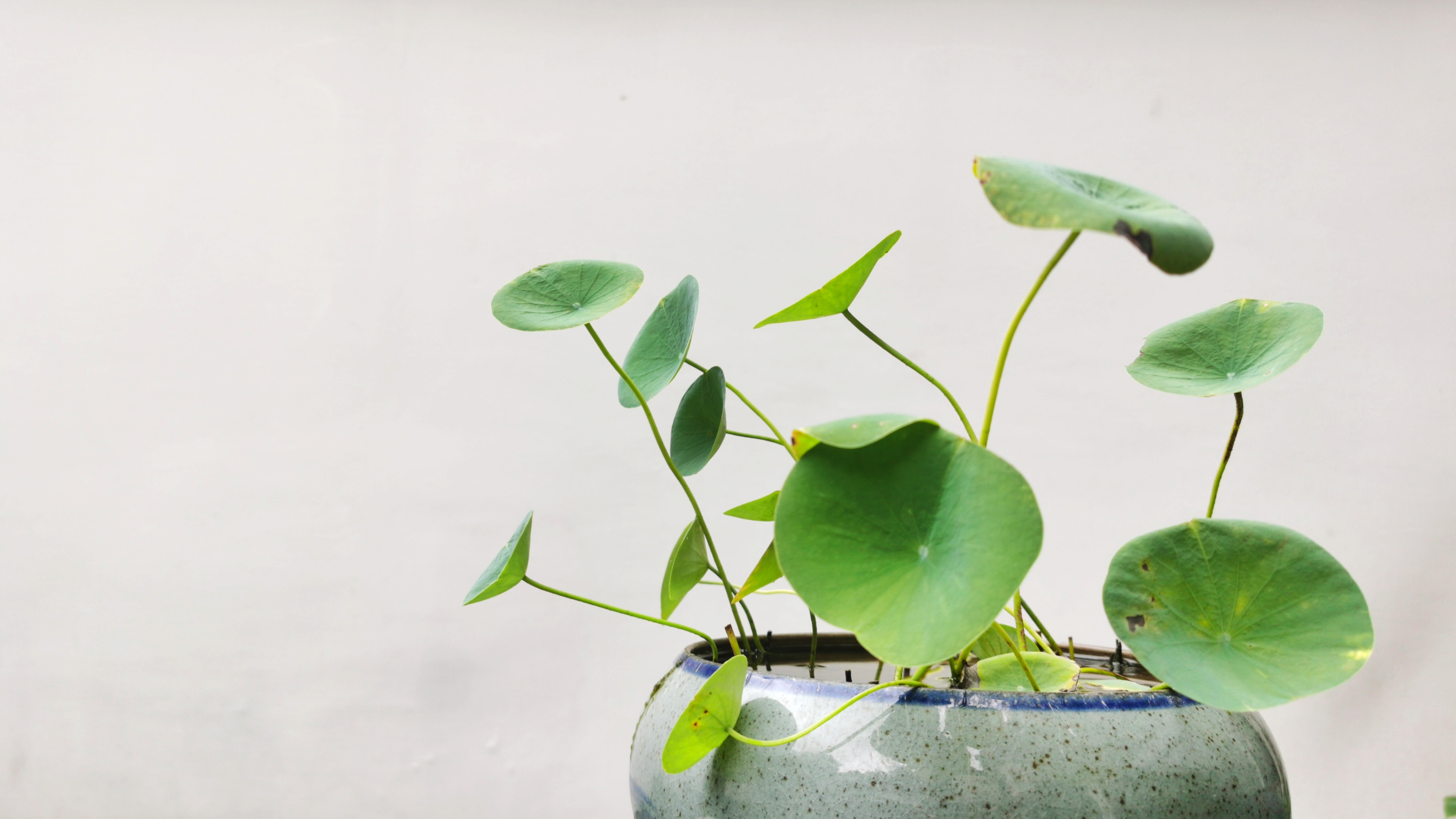 清新绿植盆栽，装点室内的一抹绿意盎然