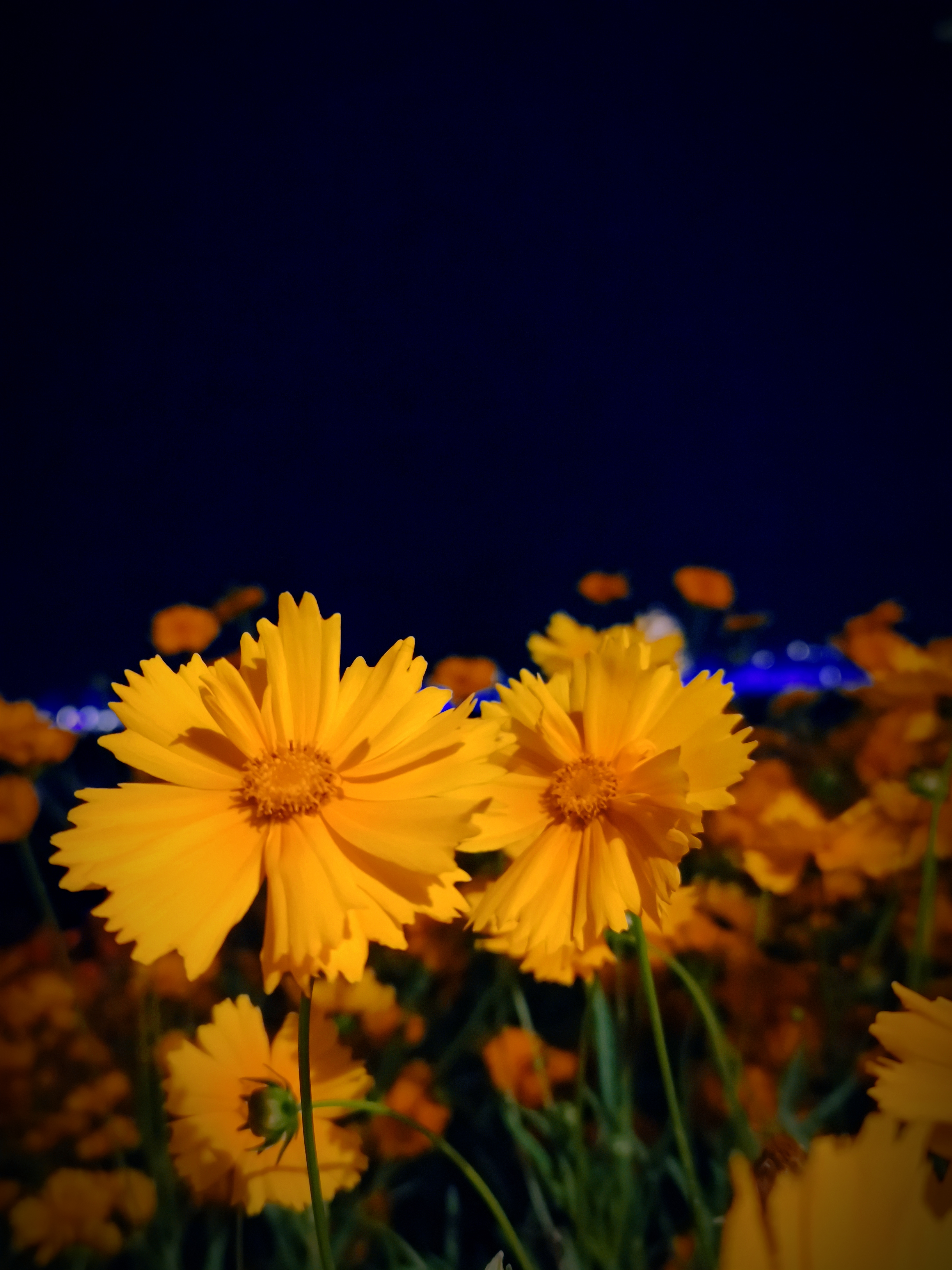 夜色中璀璨的黄色鲜花尽显文艺浪漫之美