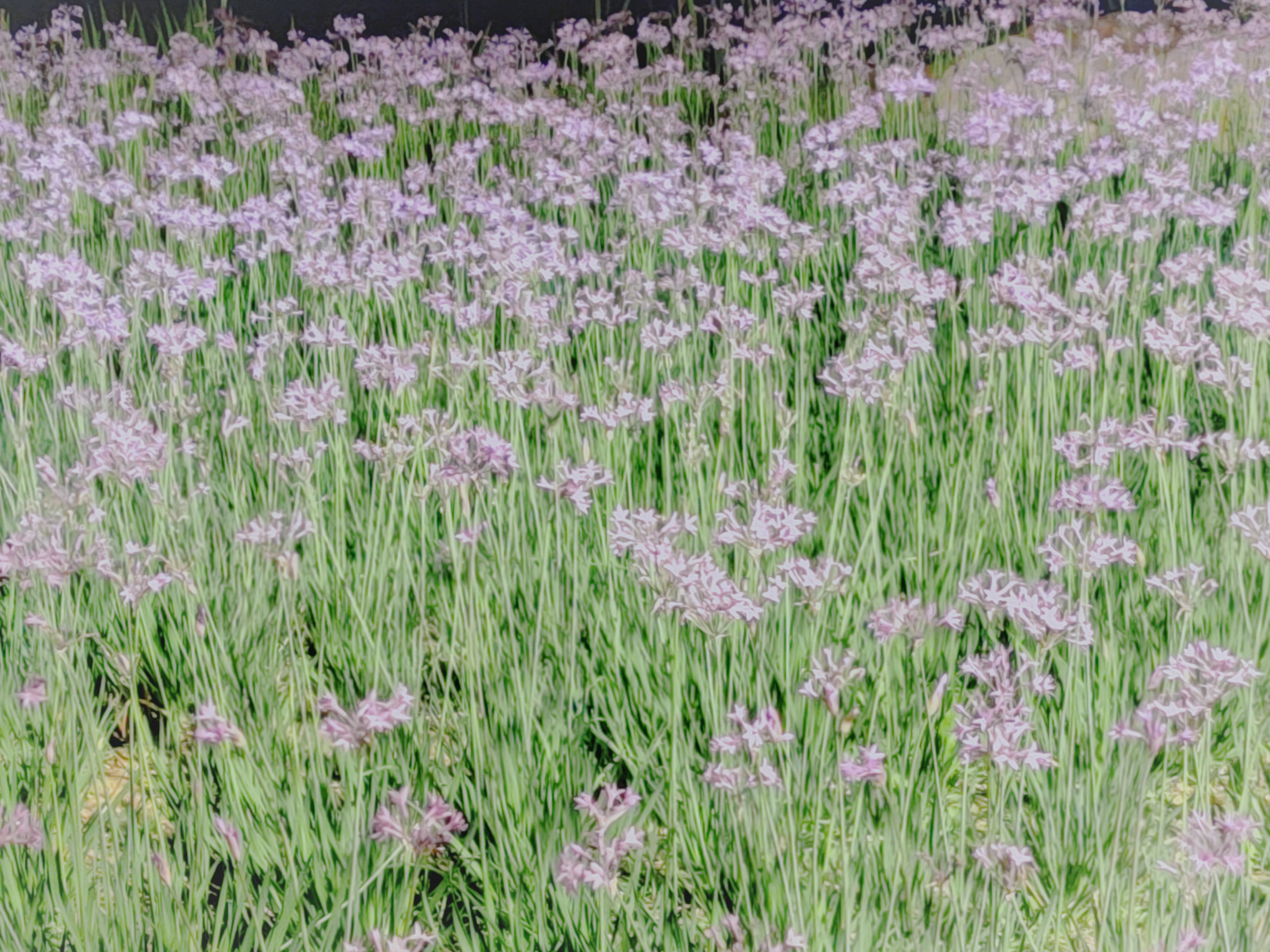 大片紫色花朵盛开 美丽鲜花绿植壁纸来袭