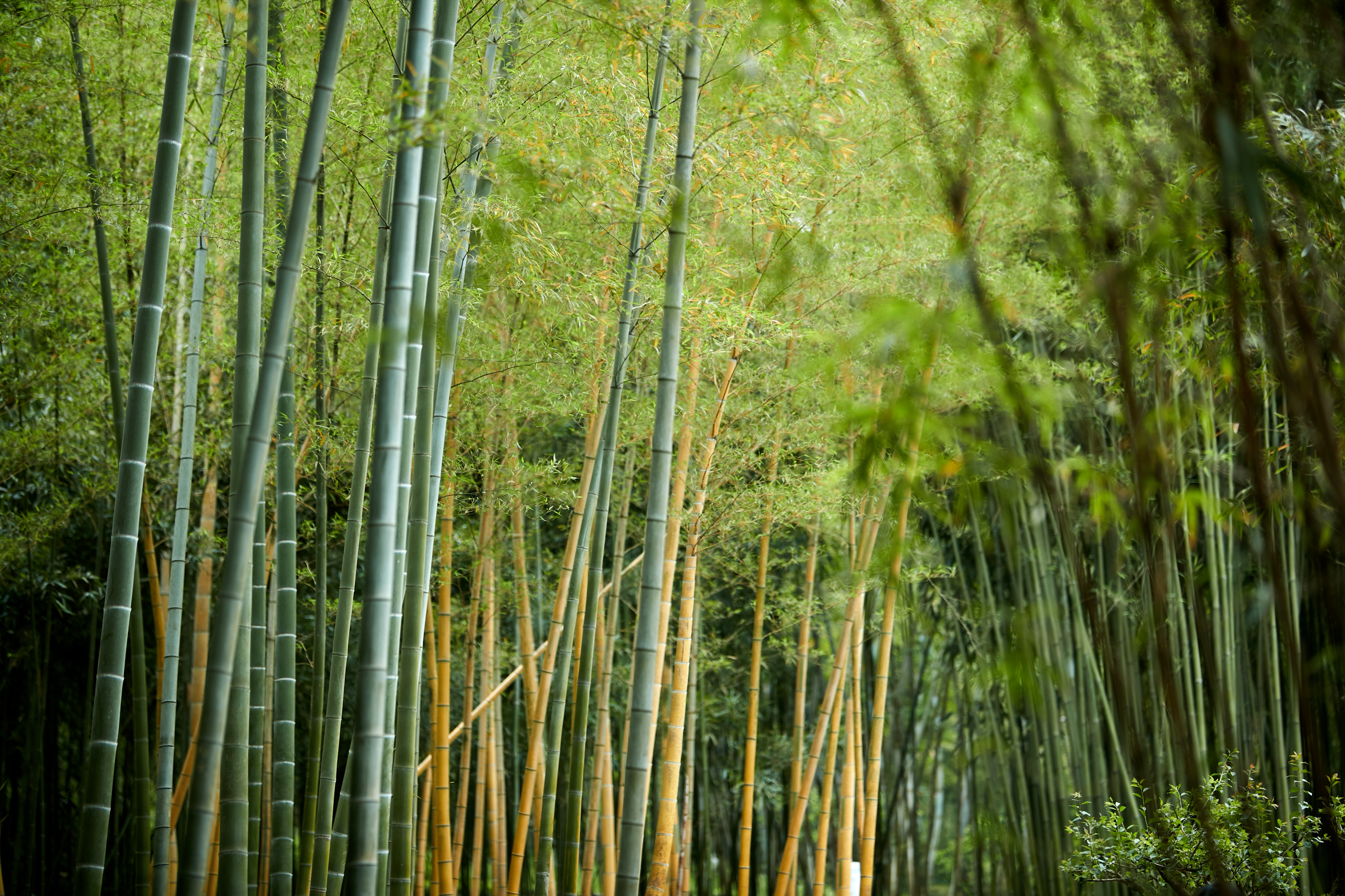 葱郁竹林尽显清新自然之美