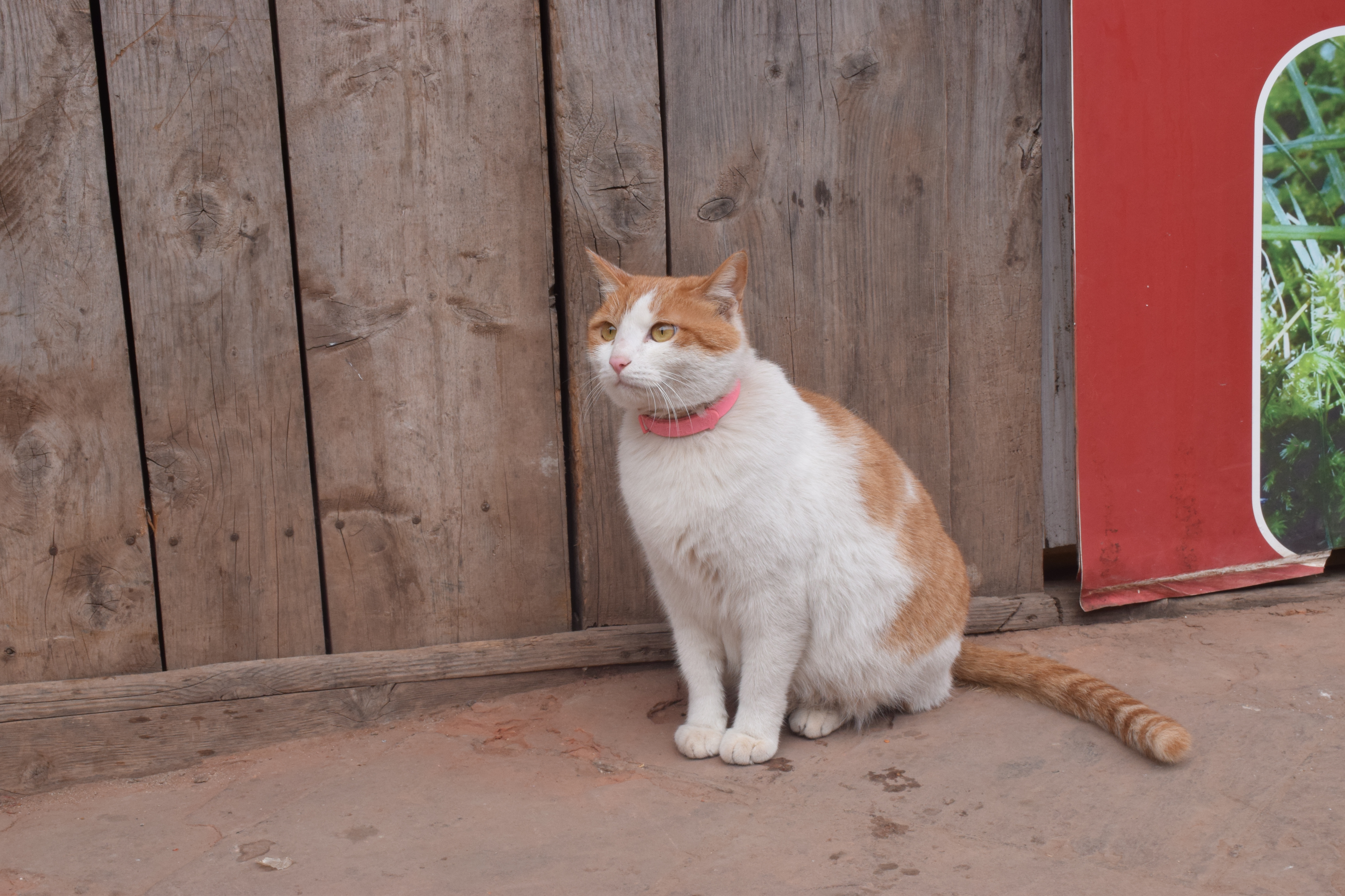 可爱猫咪户外写真 宠物主题宣传物料