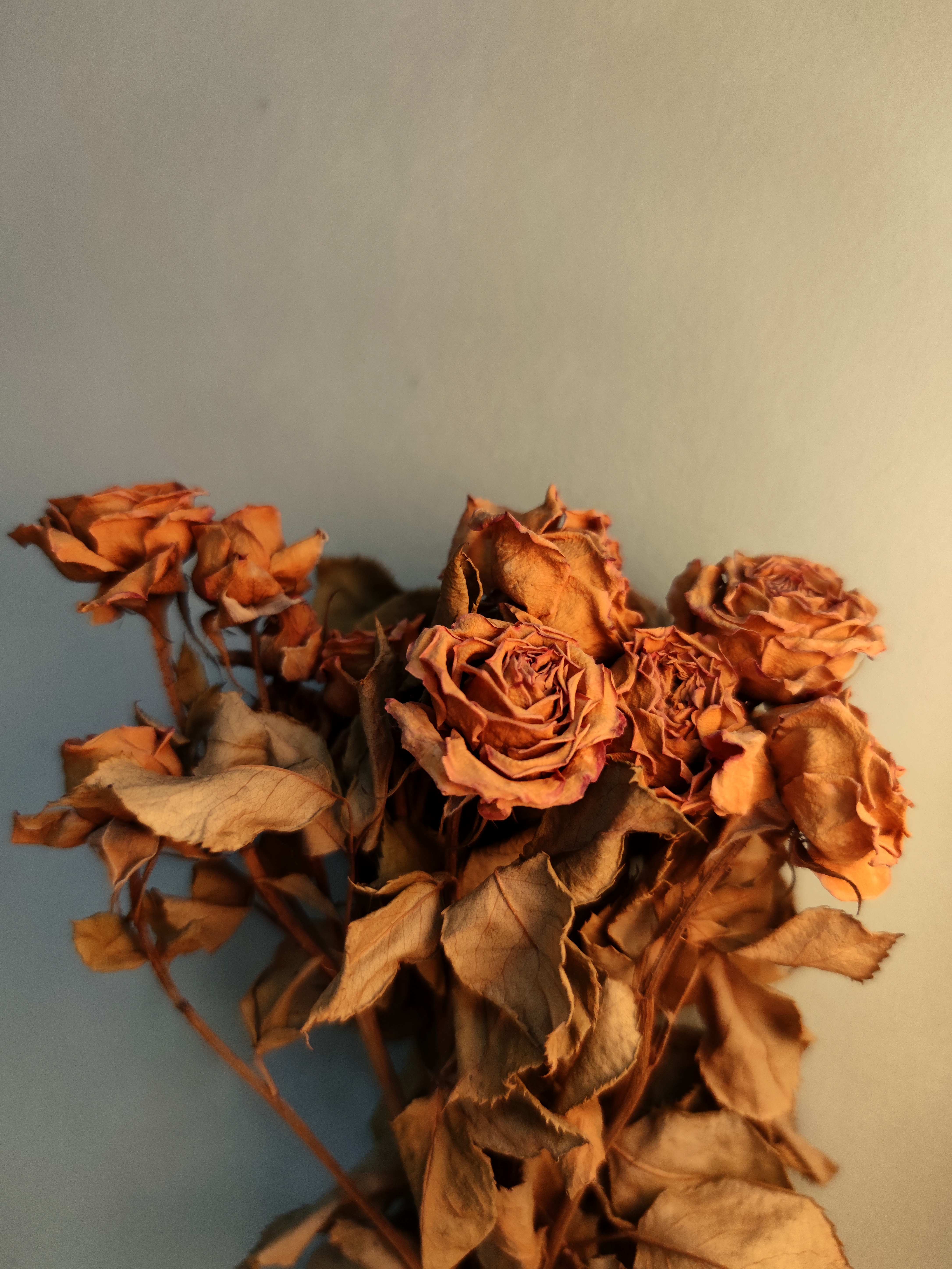 干枯玫瑰花束，文艺范的鲜花类宣传素材