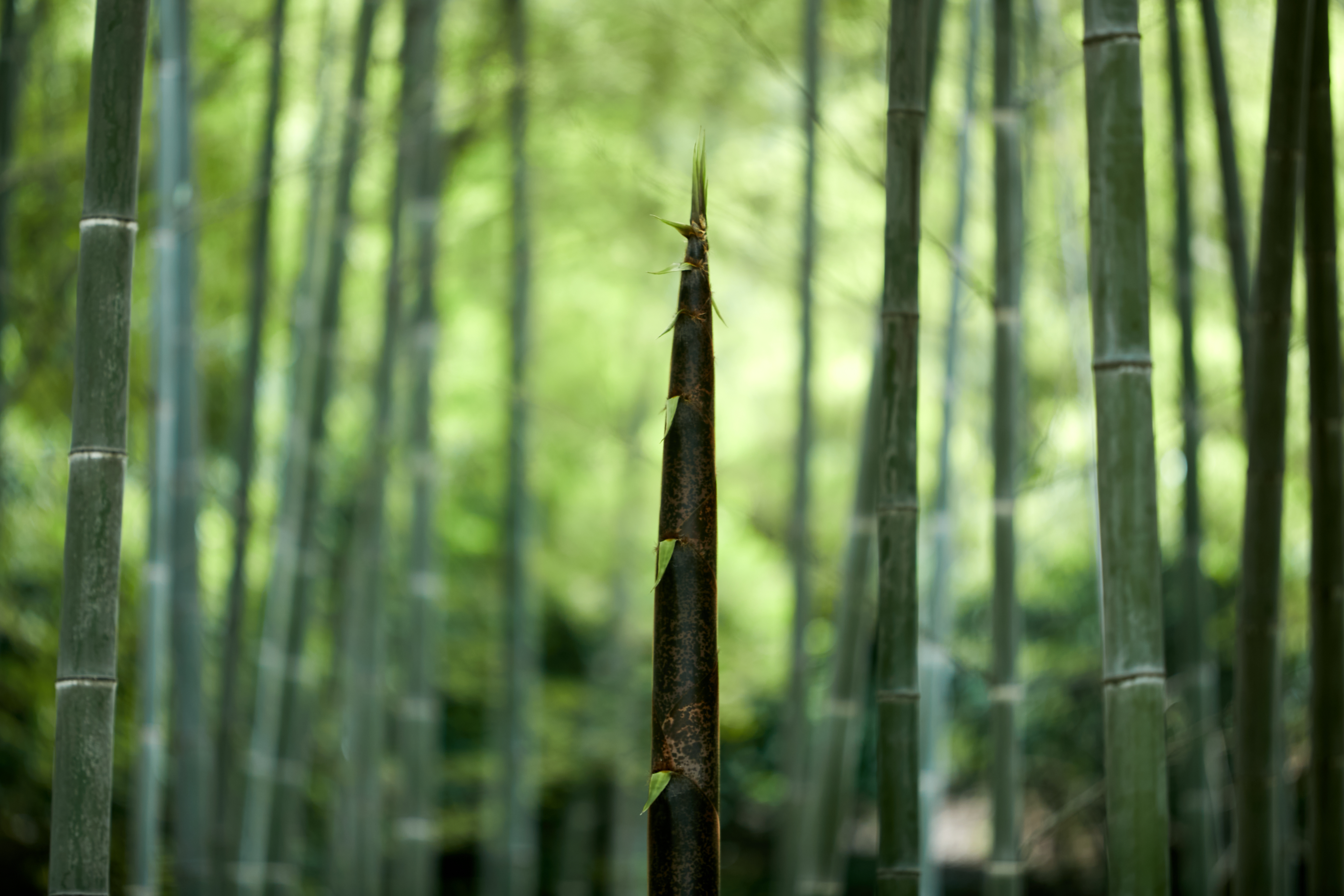 竹林深处的独特景致尽显清新自然之美