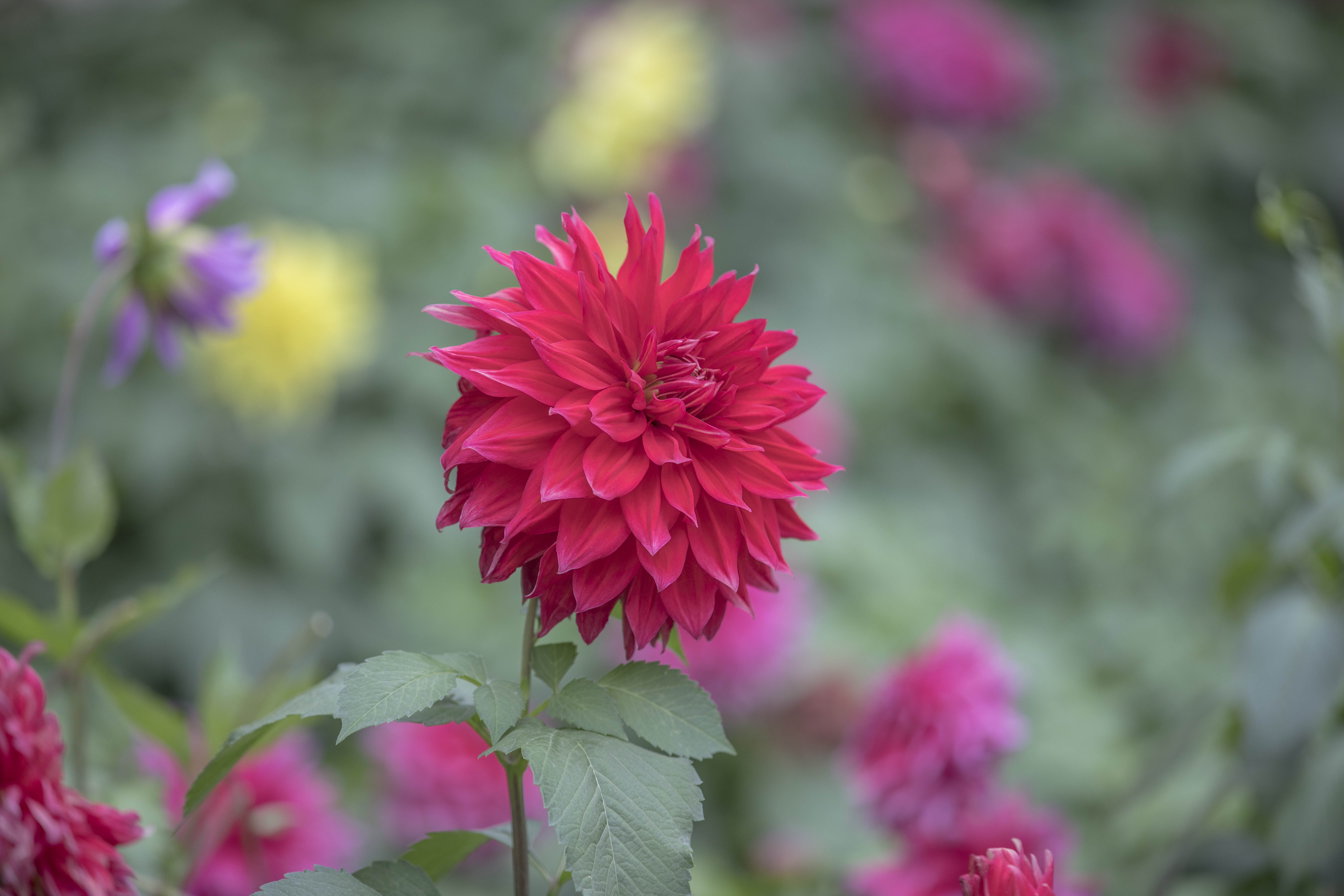 艳丽大丽花盛开，缤纷多彩的鲜花盛宴