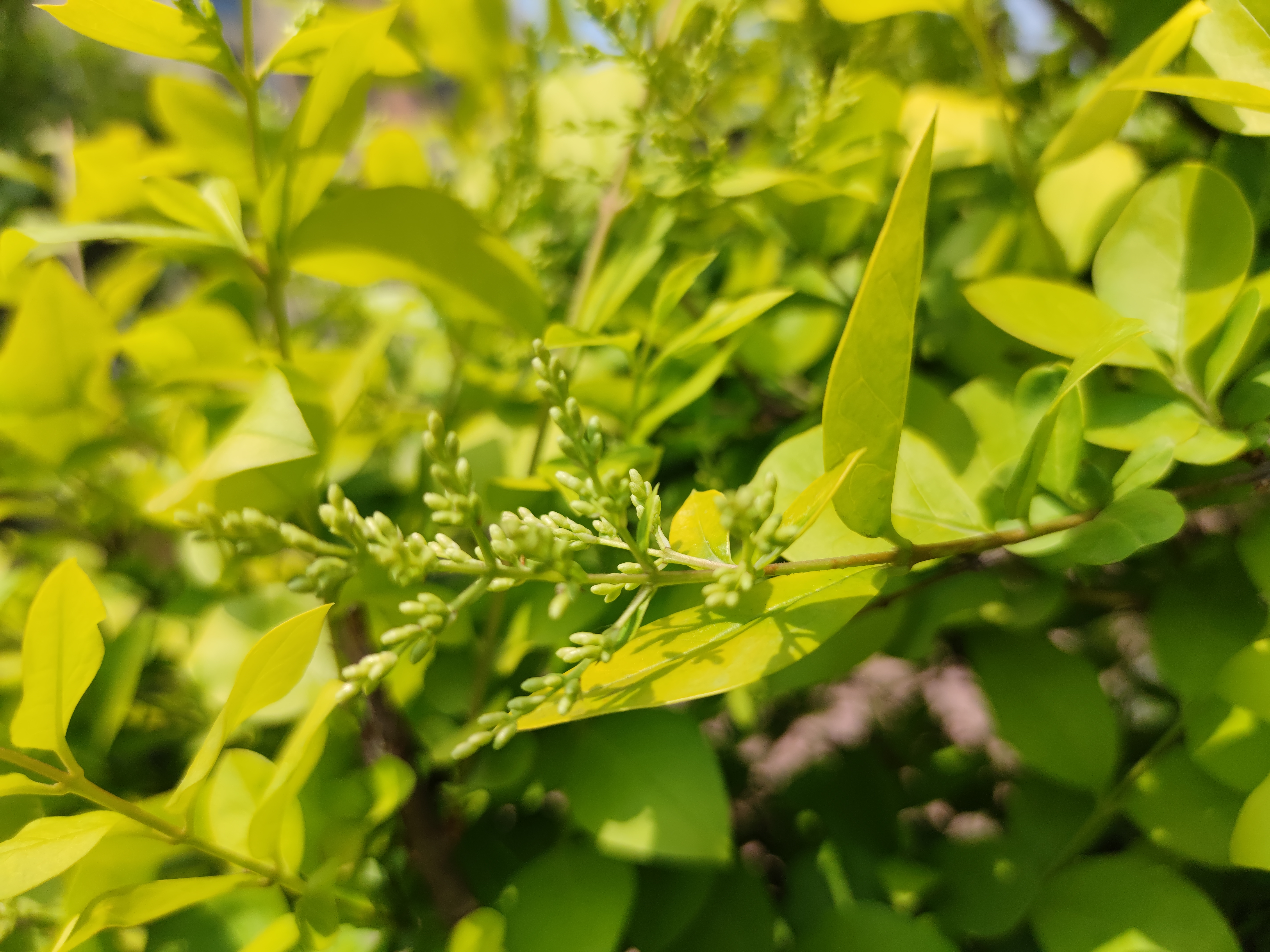 清新绿植叶片尽显生机，自然之美触手可及