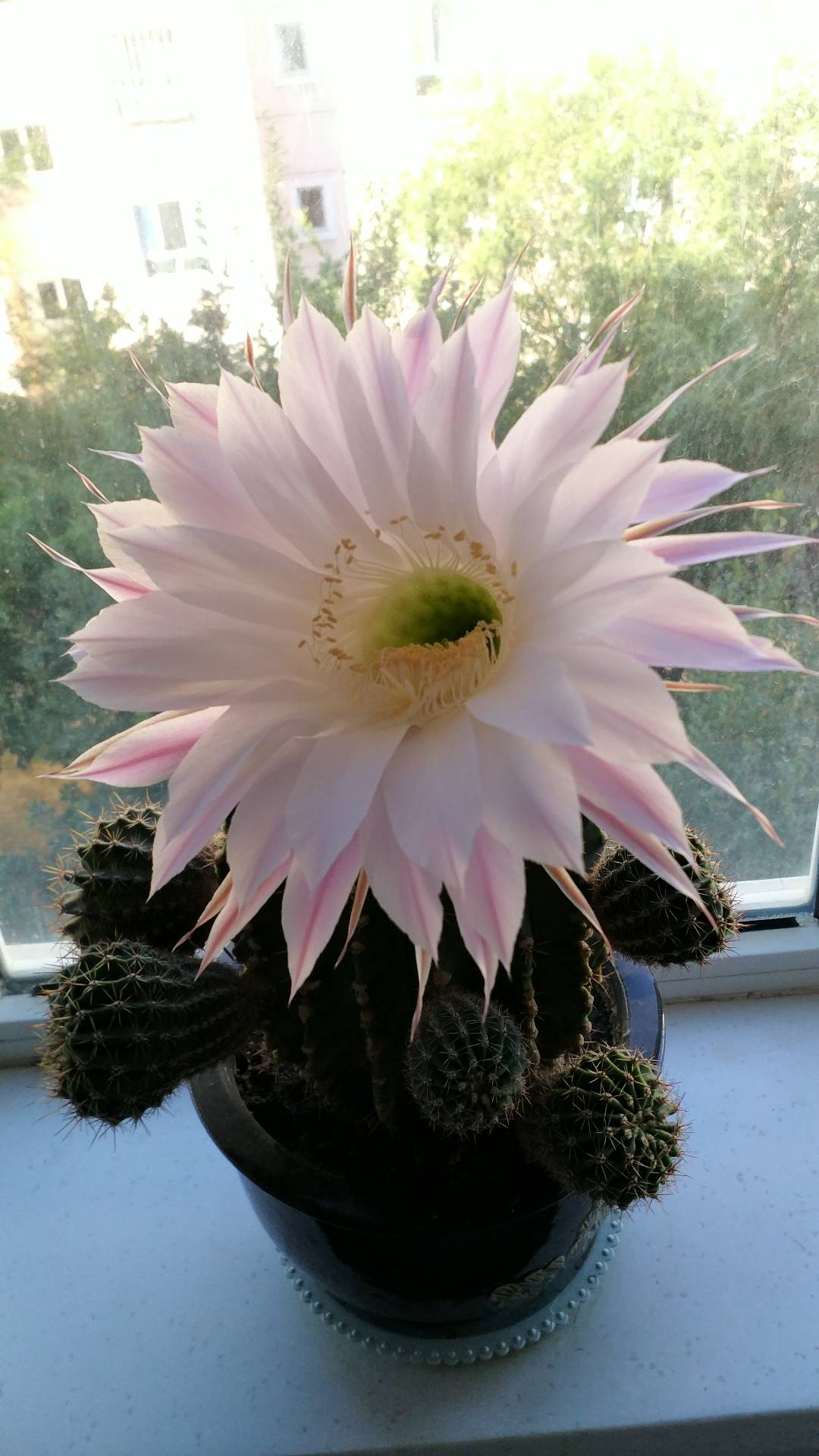 粉色仙人球花绽放 清新绿植美如画