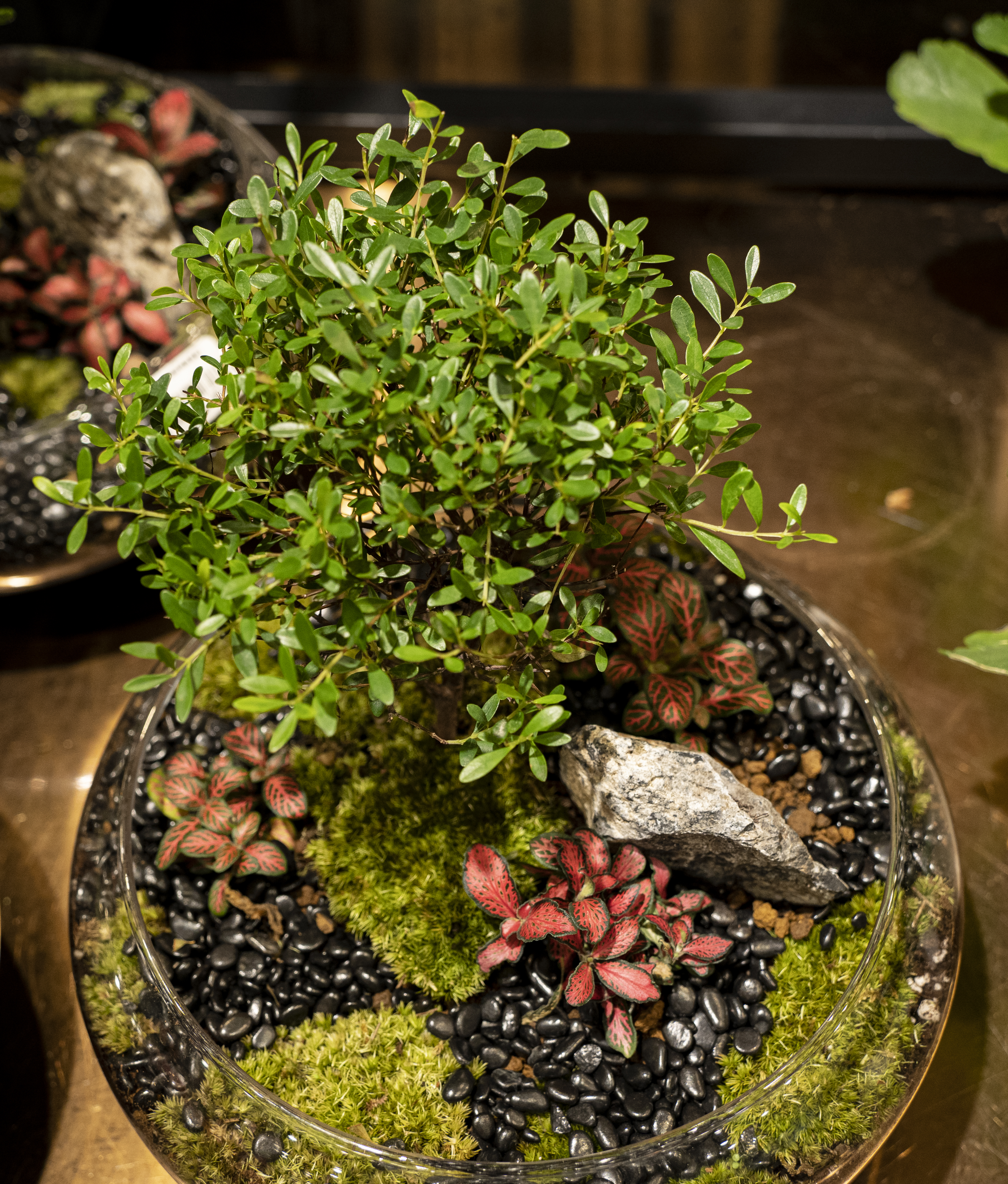 精致绿植盆栽，打造室内清新小景观