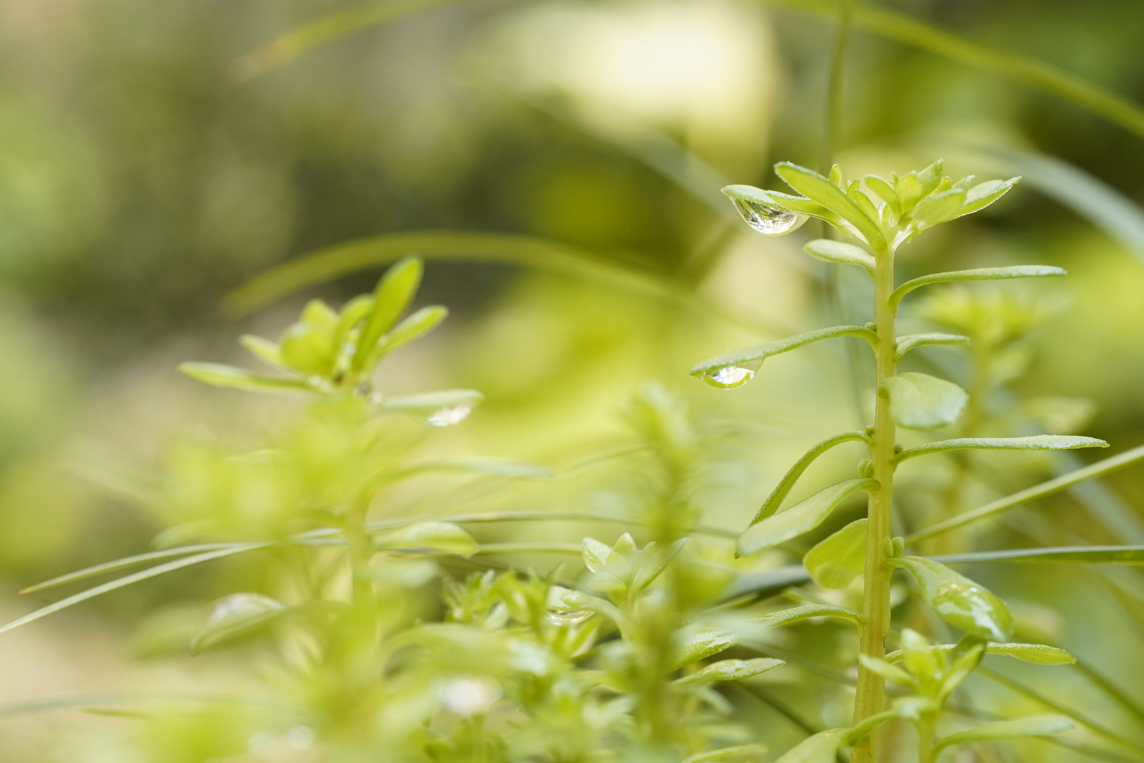 清新嫩绿小草带水珠 优质绿植手机壁纸
