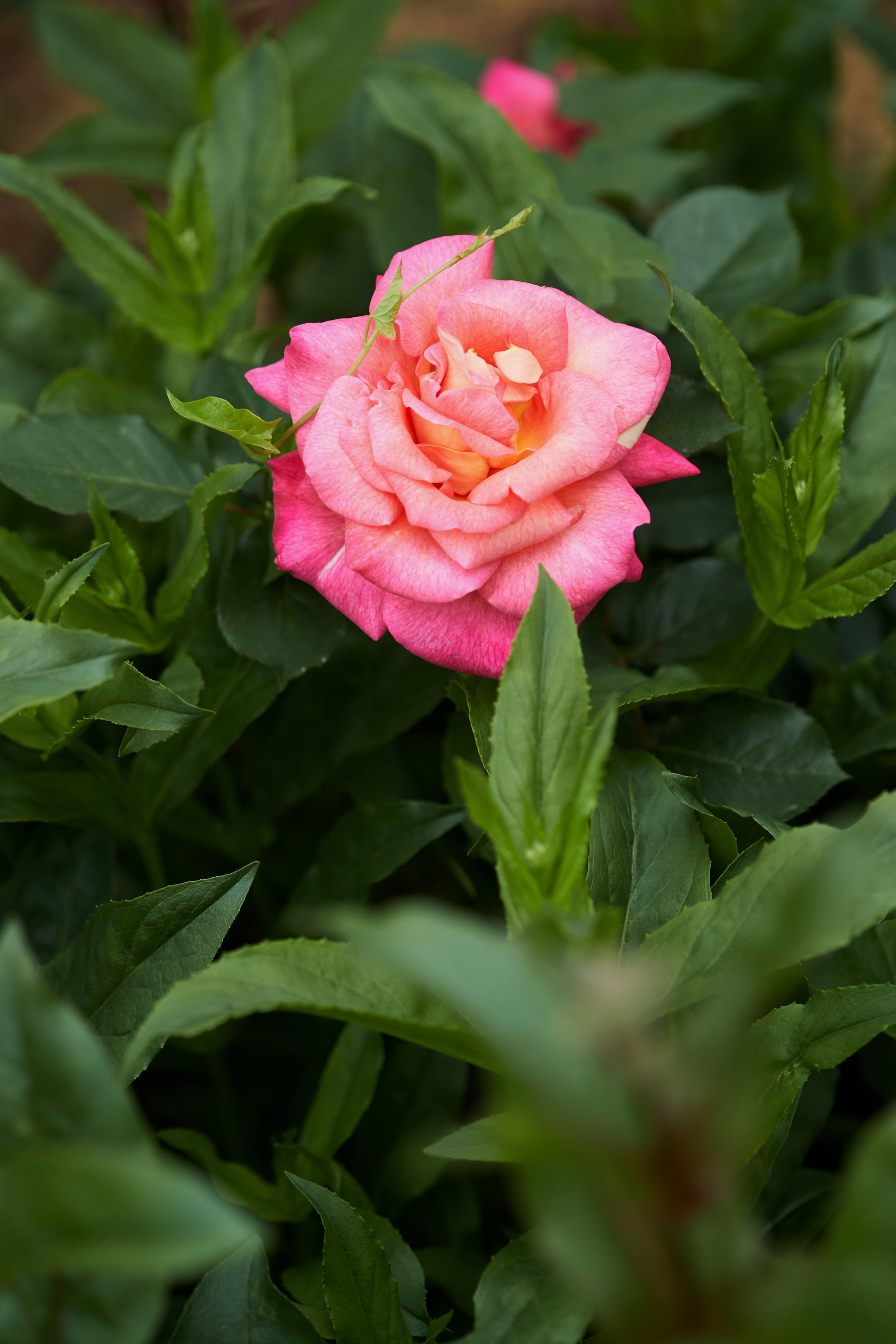 娇艳粉色玫瑰 鲜花绿植尽显清新之美