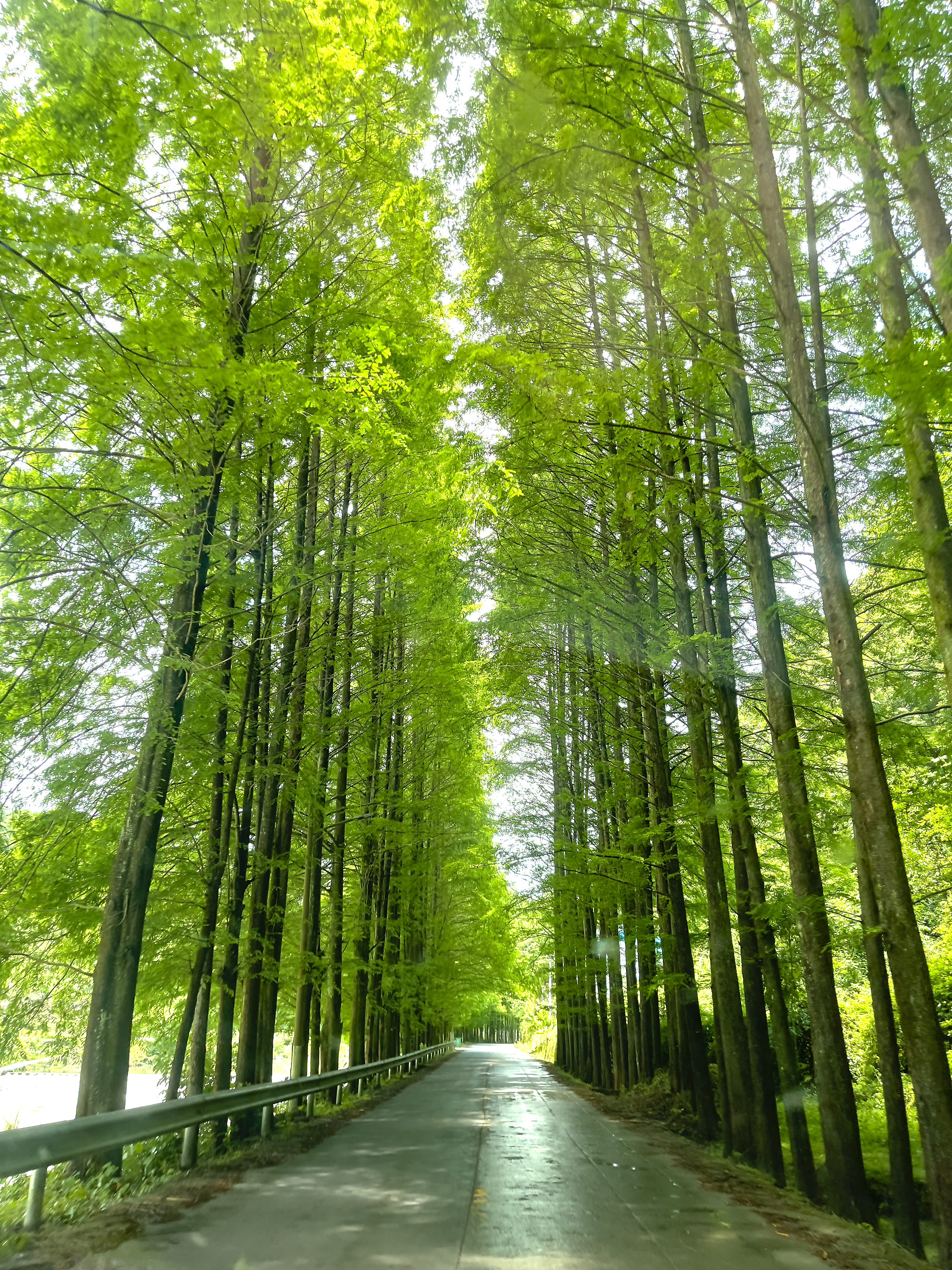 绿树成荫的林间公路尽显清新自然之美