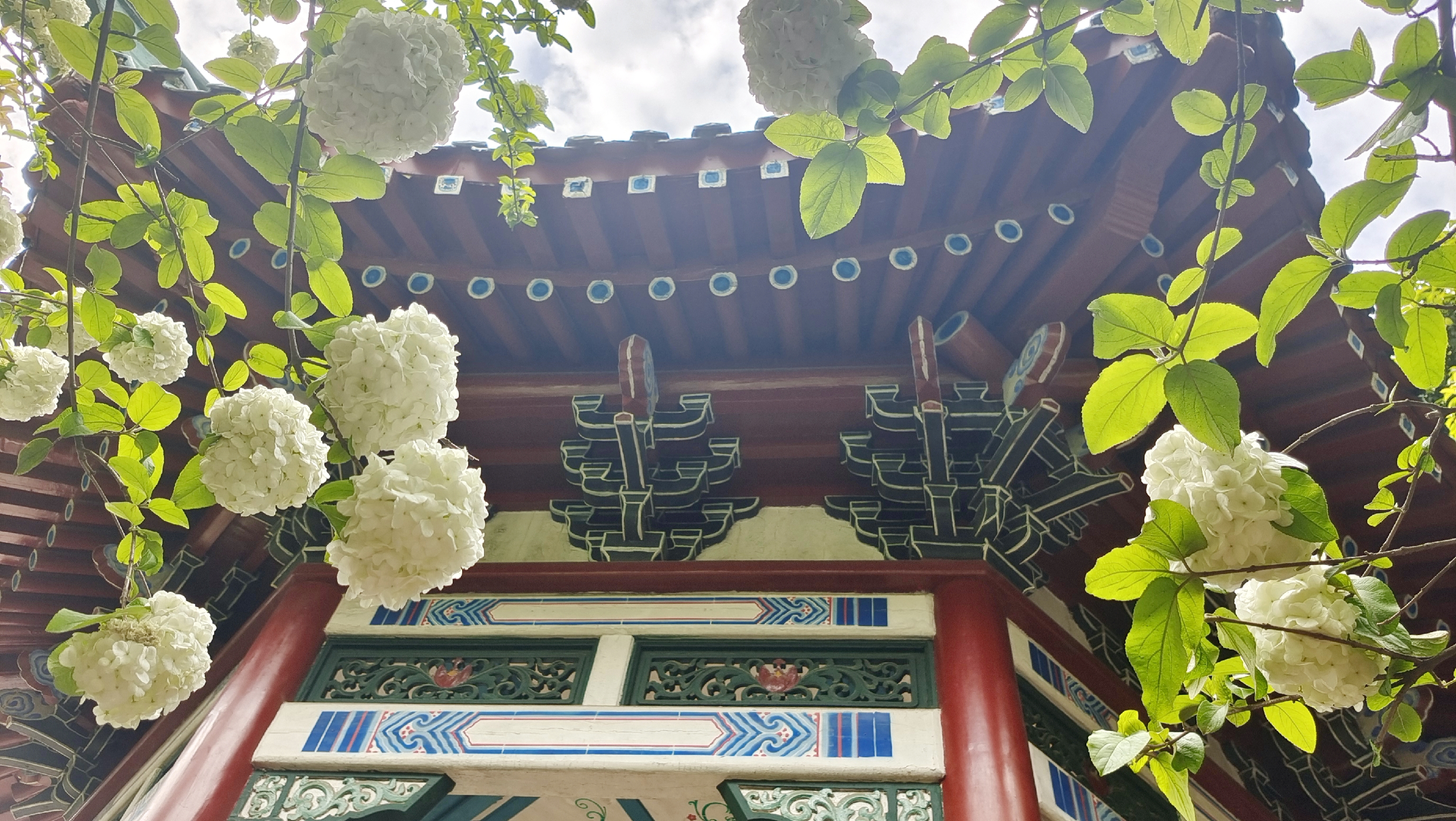 古建与白花相映成趣的中国风美景