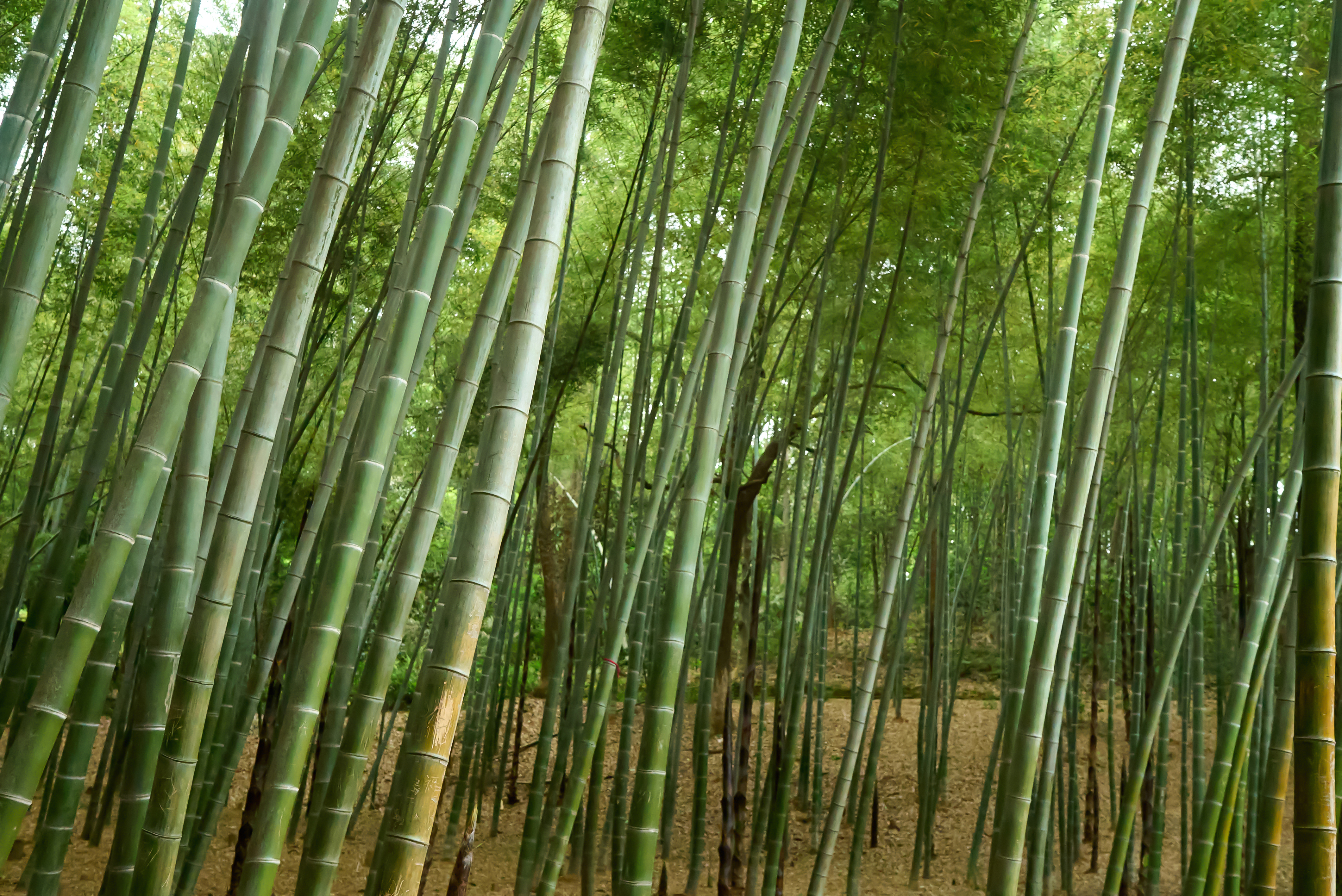 翠绿竹林尽显清新自然之美手机壁纸