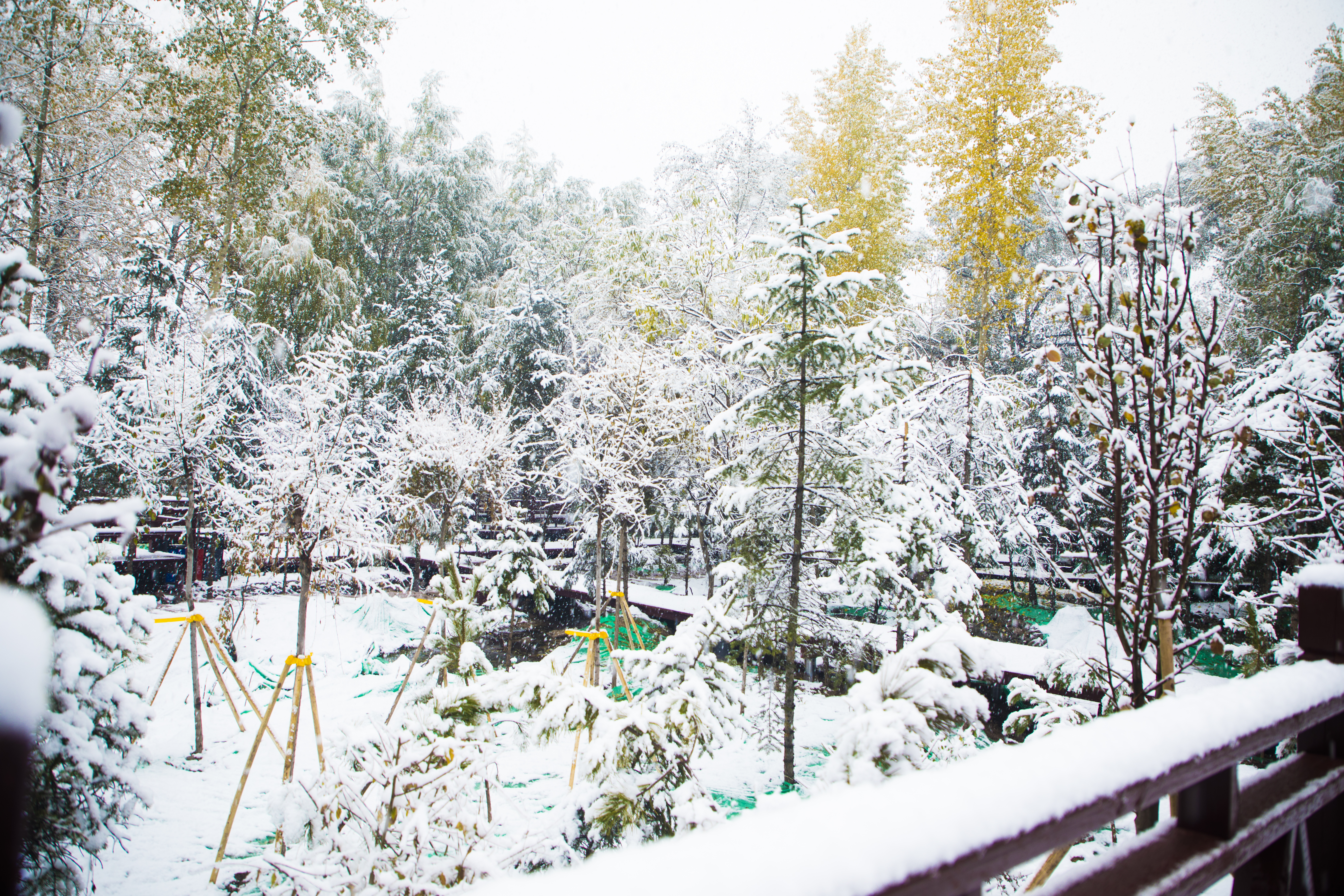 树林雪景