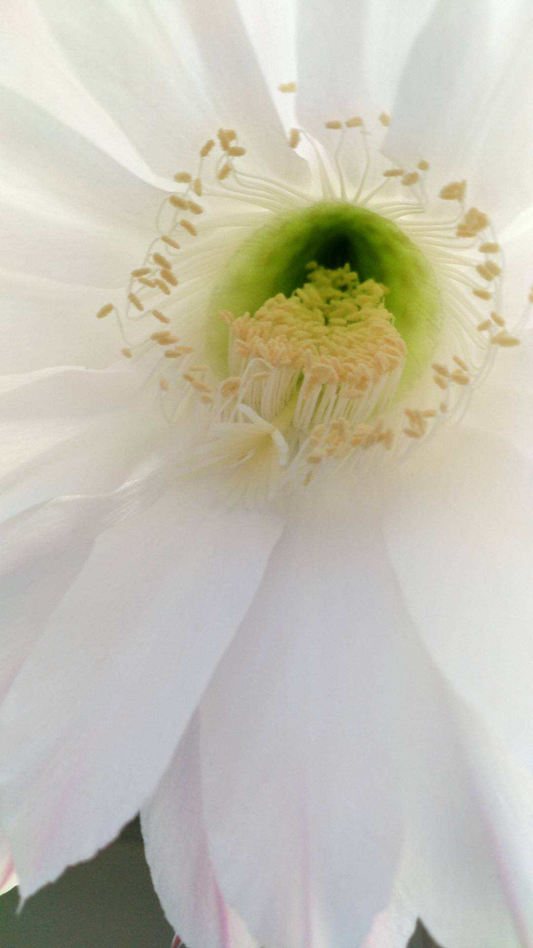 纯洁白色花朵特写 鲜花摄影的绝美展现