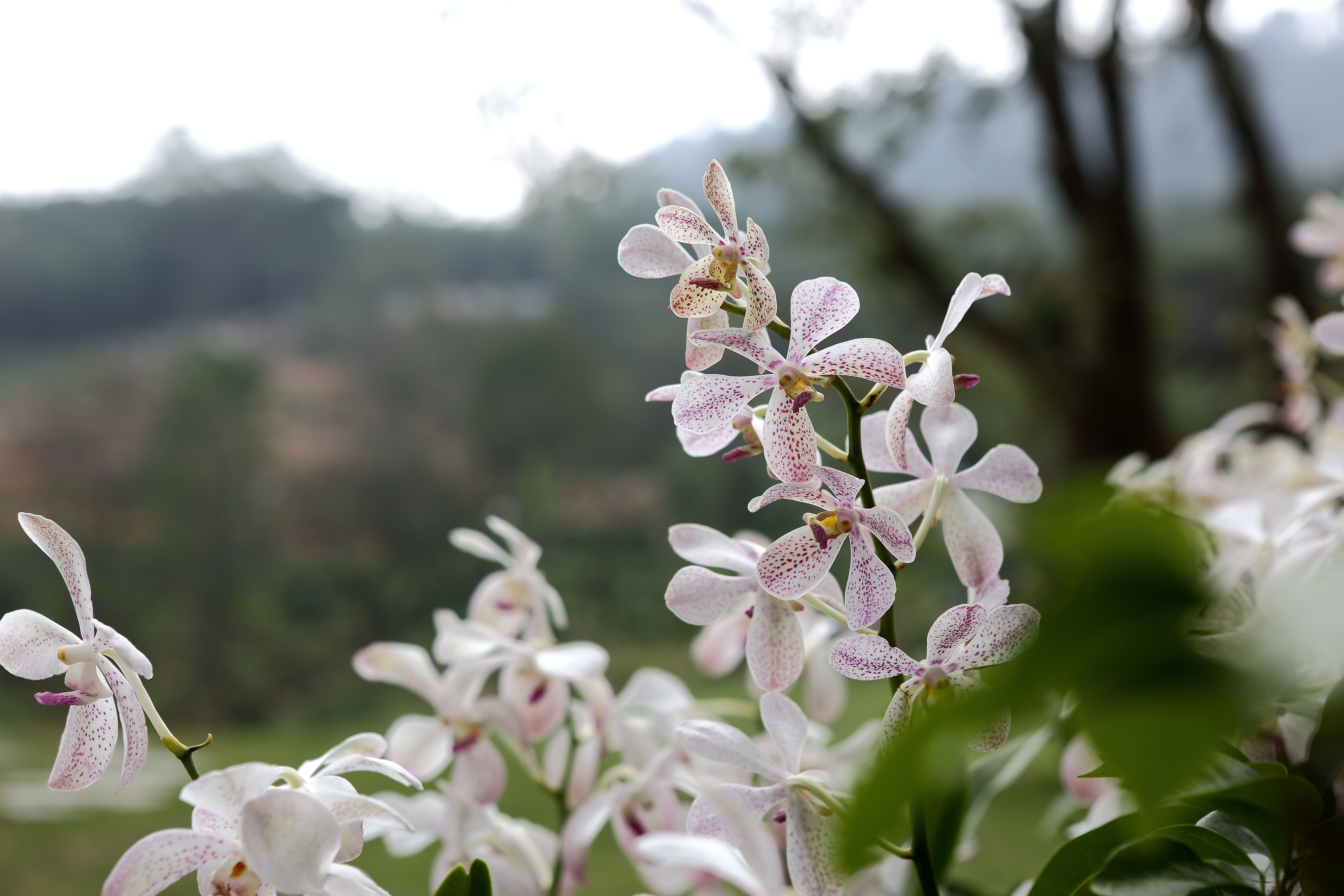 赏美丽粉白兰花 享清新自然之景