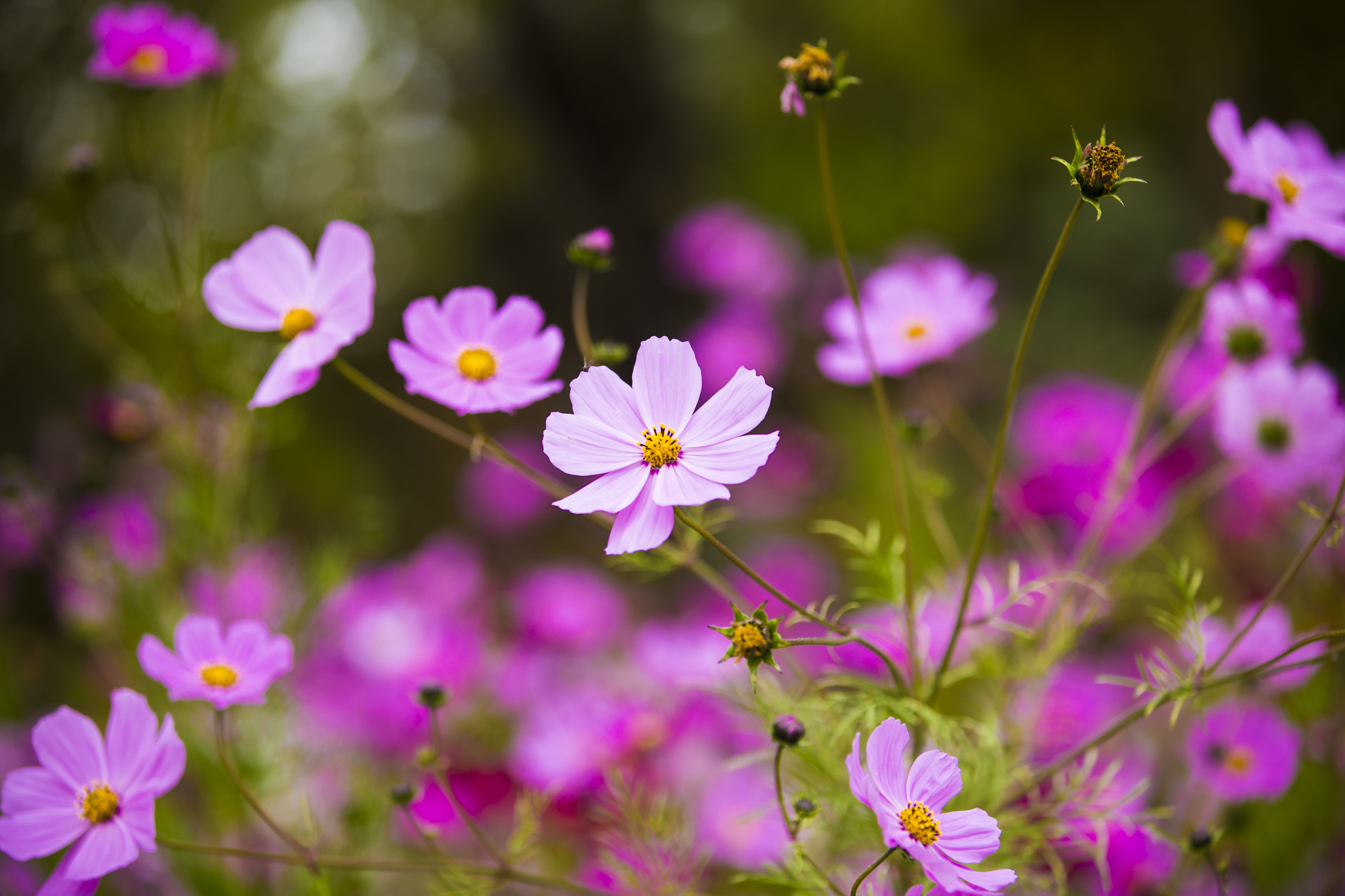唯美紫色波斯菊 打造清新鲜花壁纸