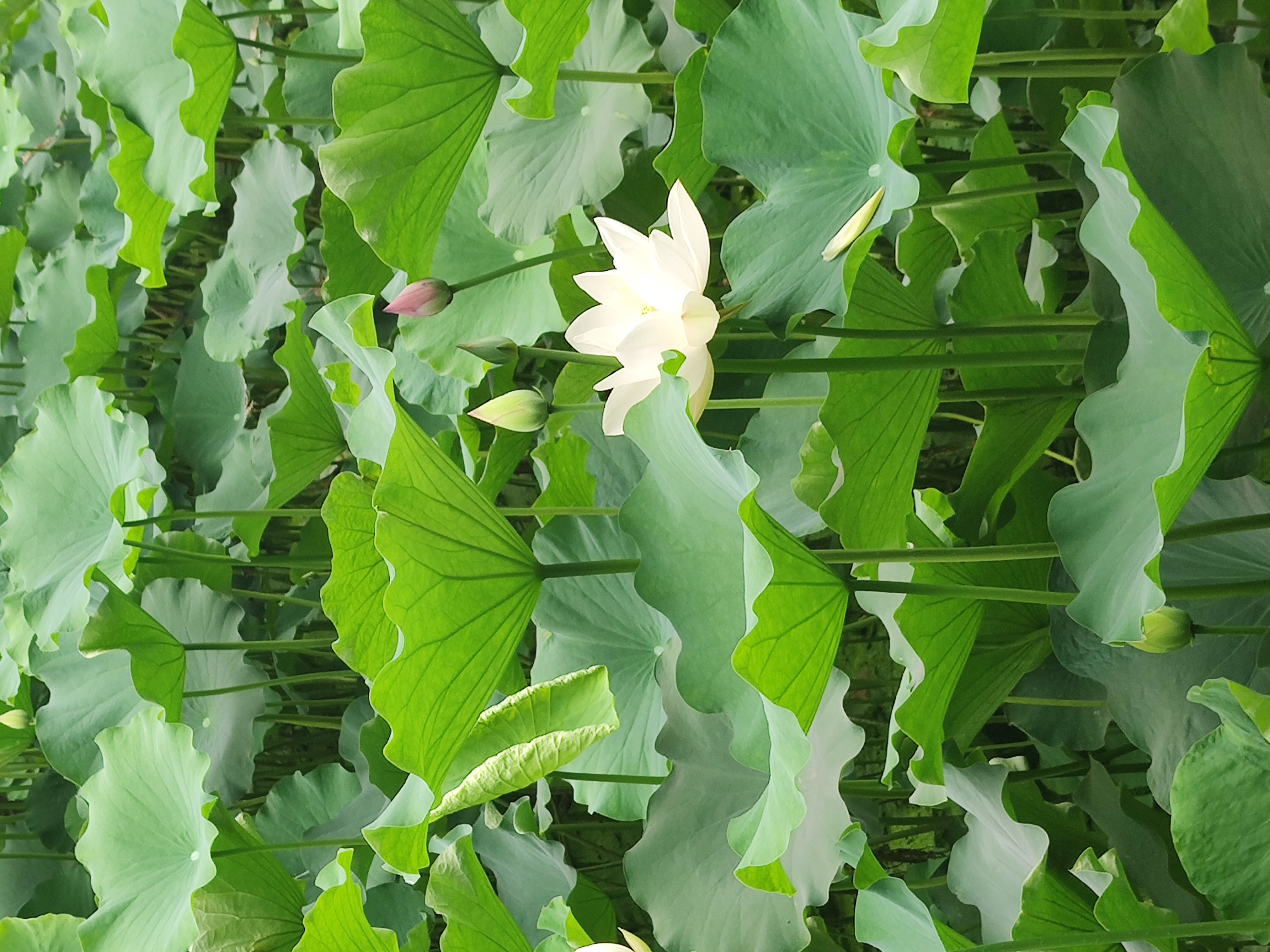 清新绿叶中盛开的白荷花尽显自然之美