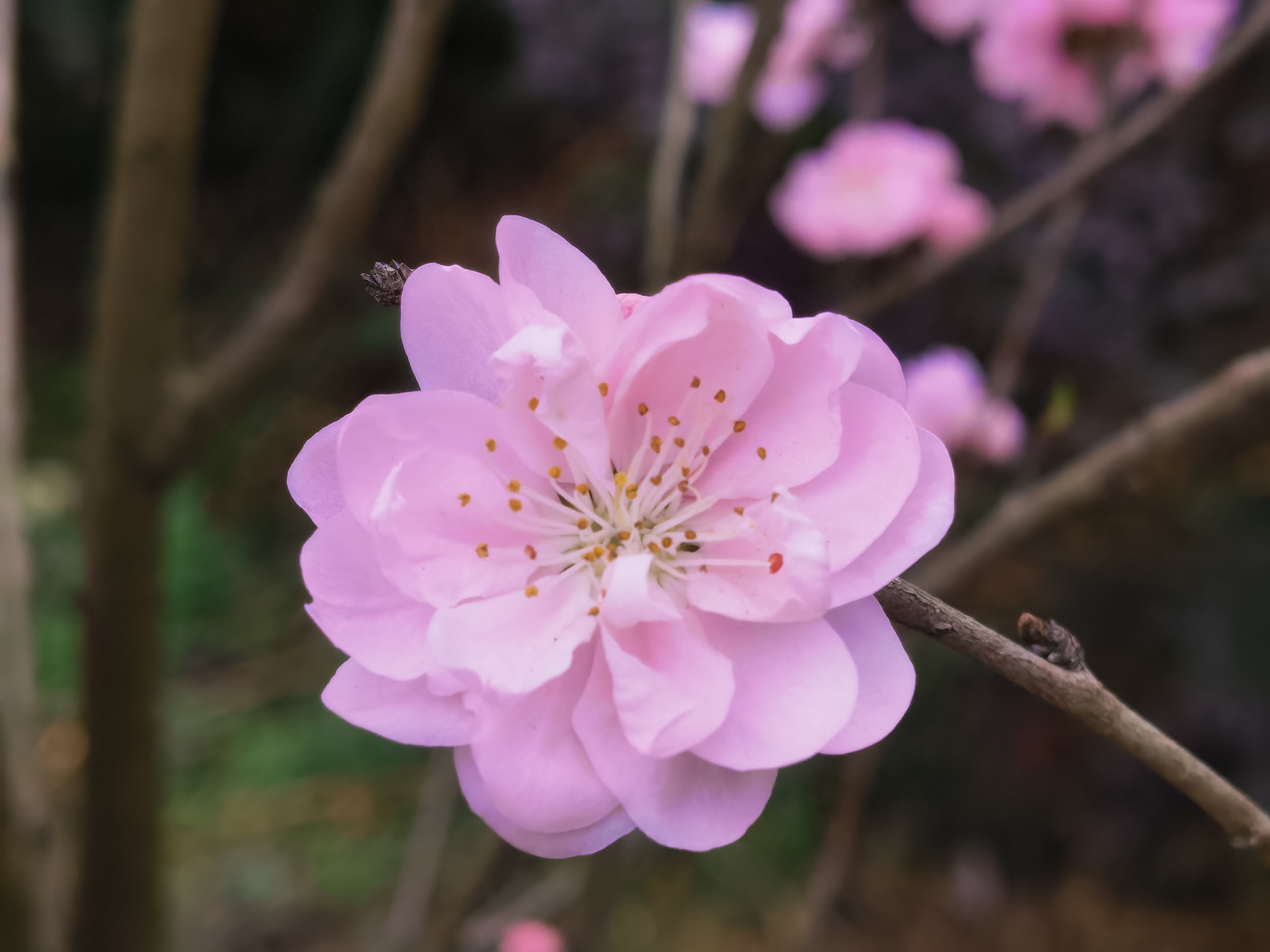 赏唯美粉色鲜花，感受自然之美