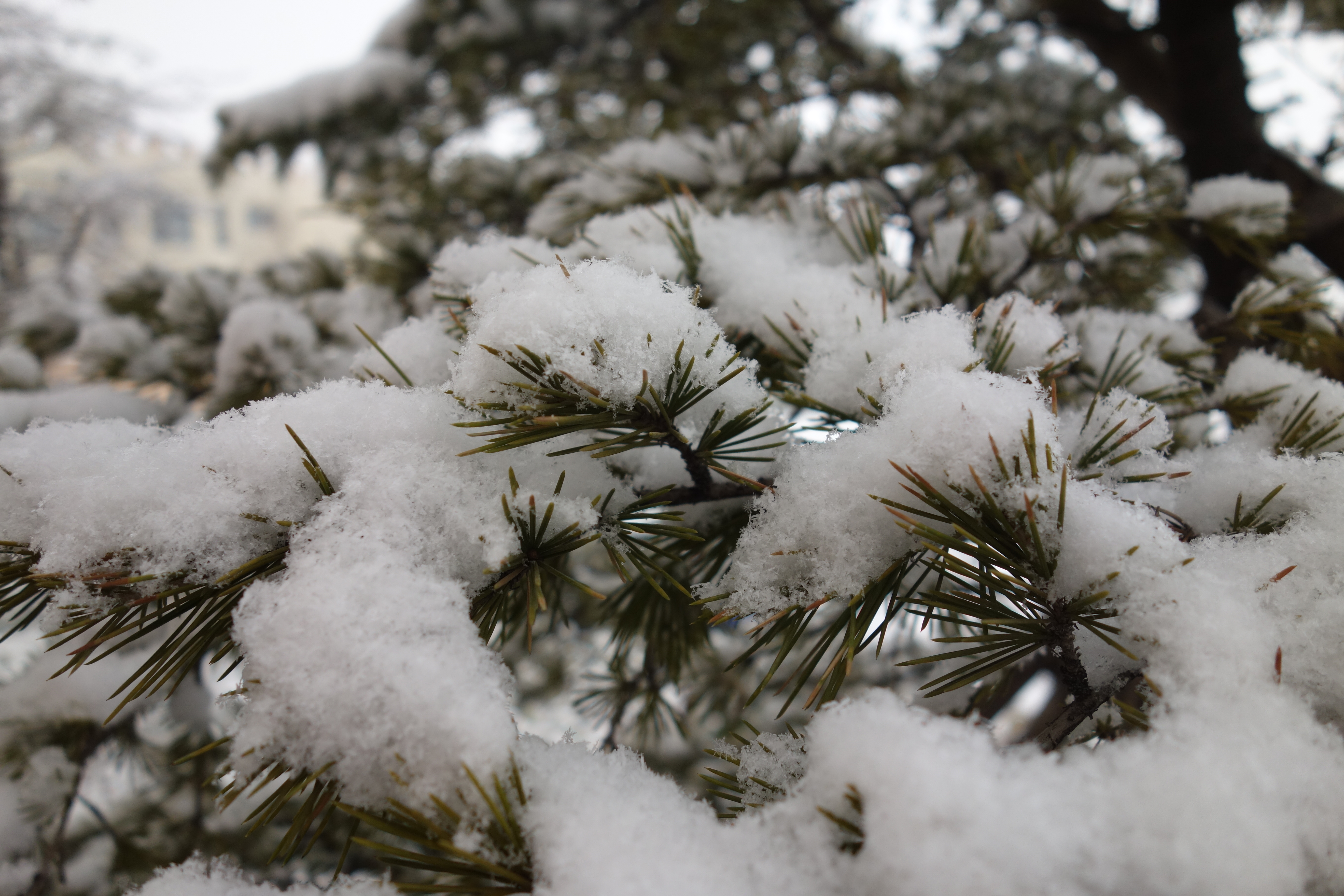 雪后松树枝头披银装 冬日美景如画
