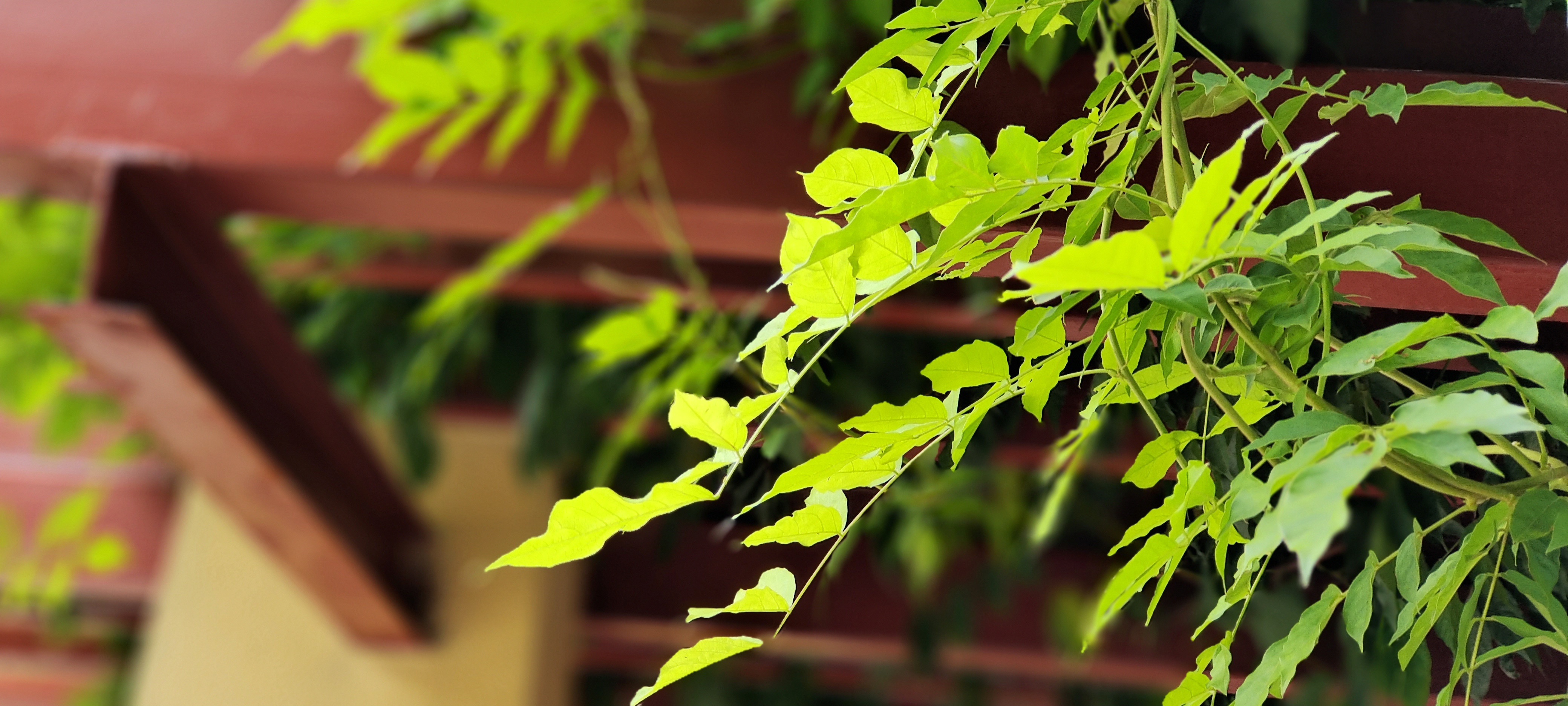 生机勃勃的绿植叶片 优质树叶类宣传素材