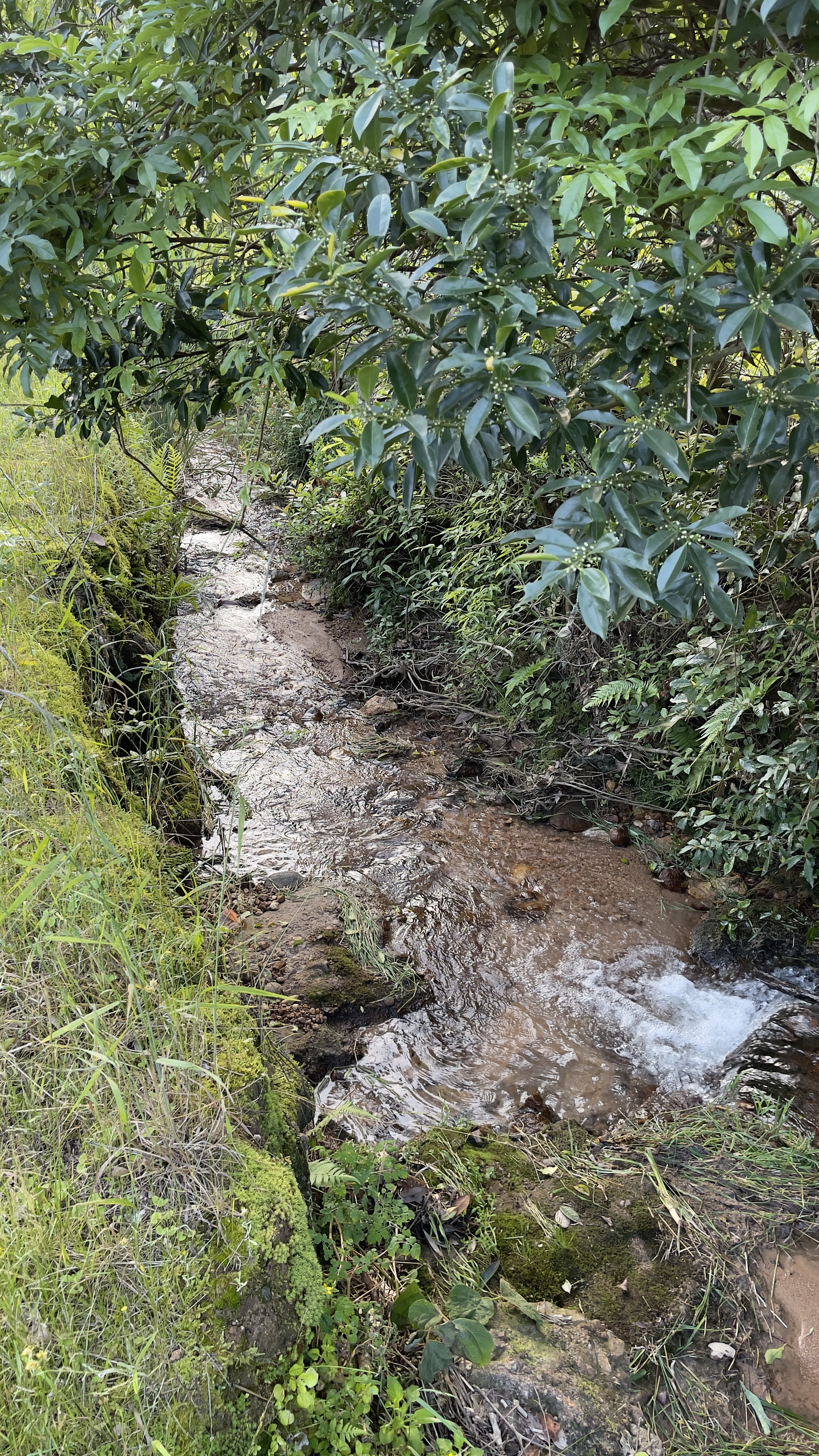绿意盎然的小溪流 自然风景手机壁纸素材