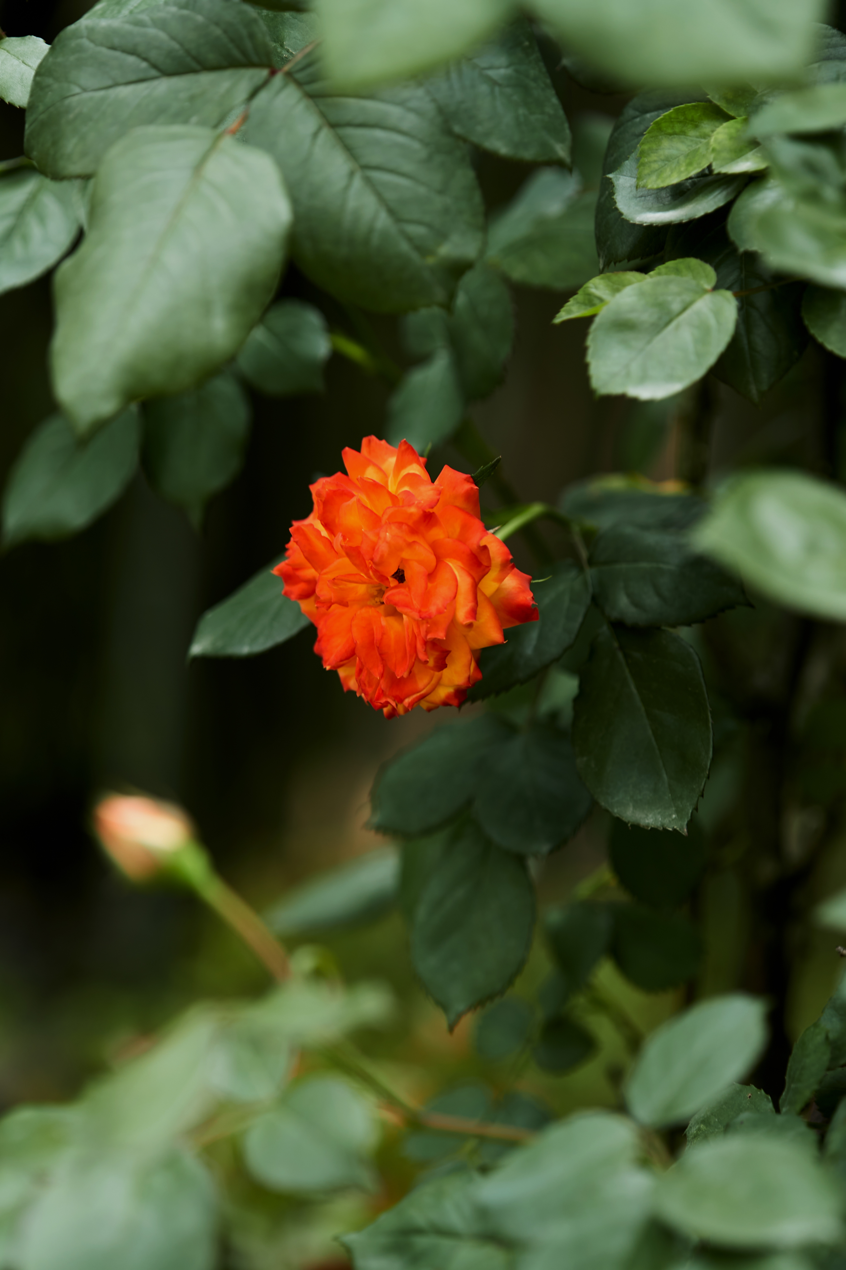 鲜艳夺目橙红色鲜花 优质手机壁纸素材
