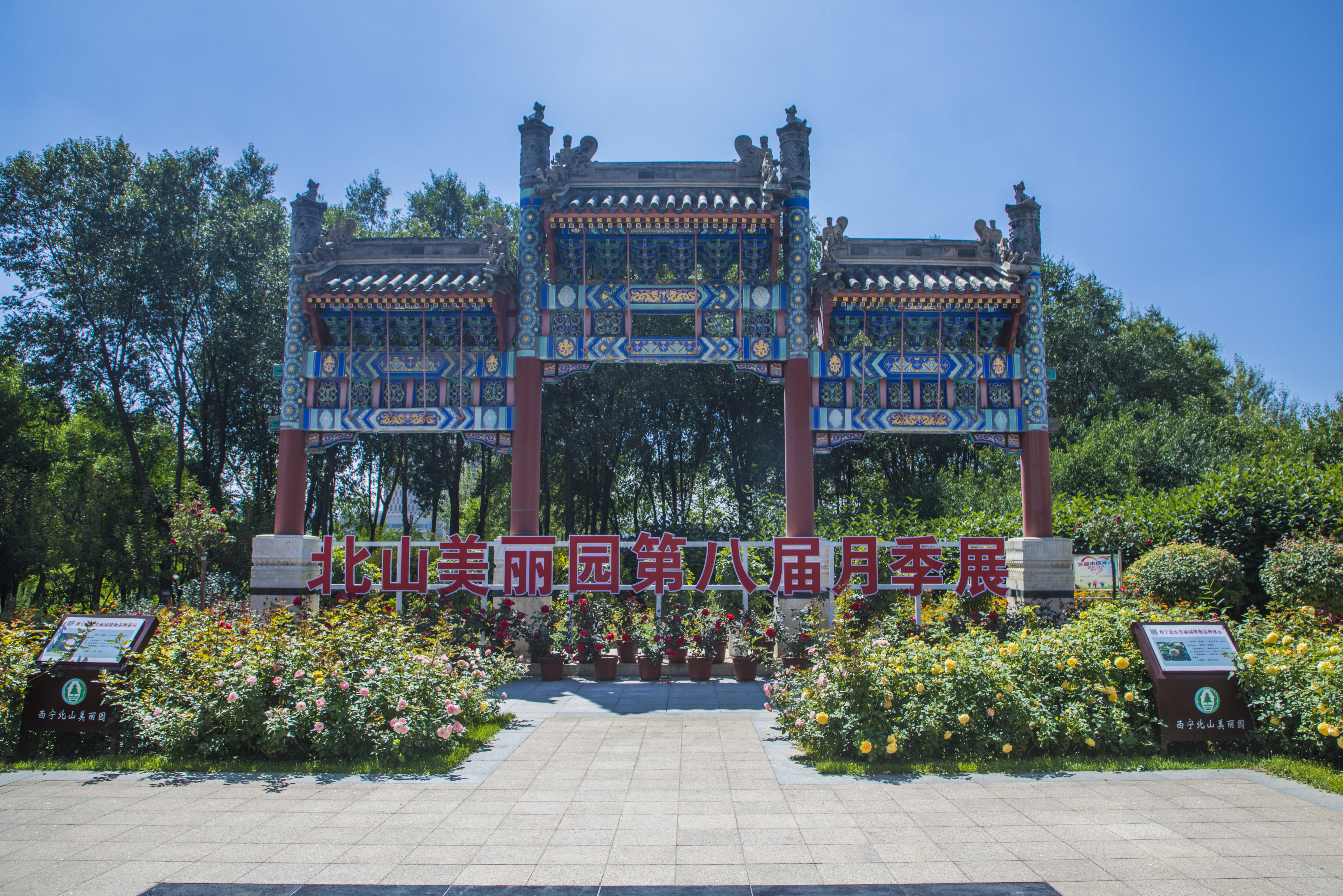 北山美丽园第八届月季展尽显中国风魅力