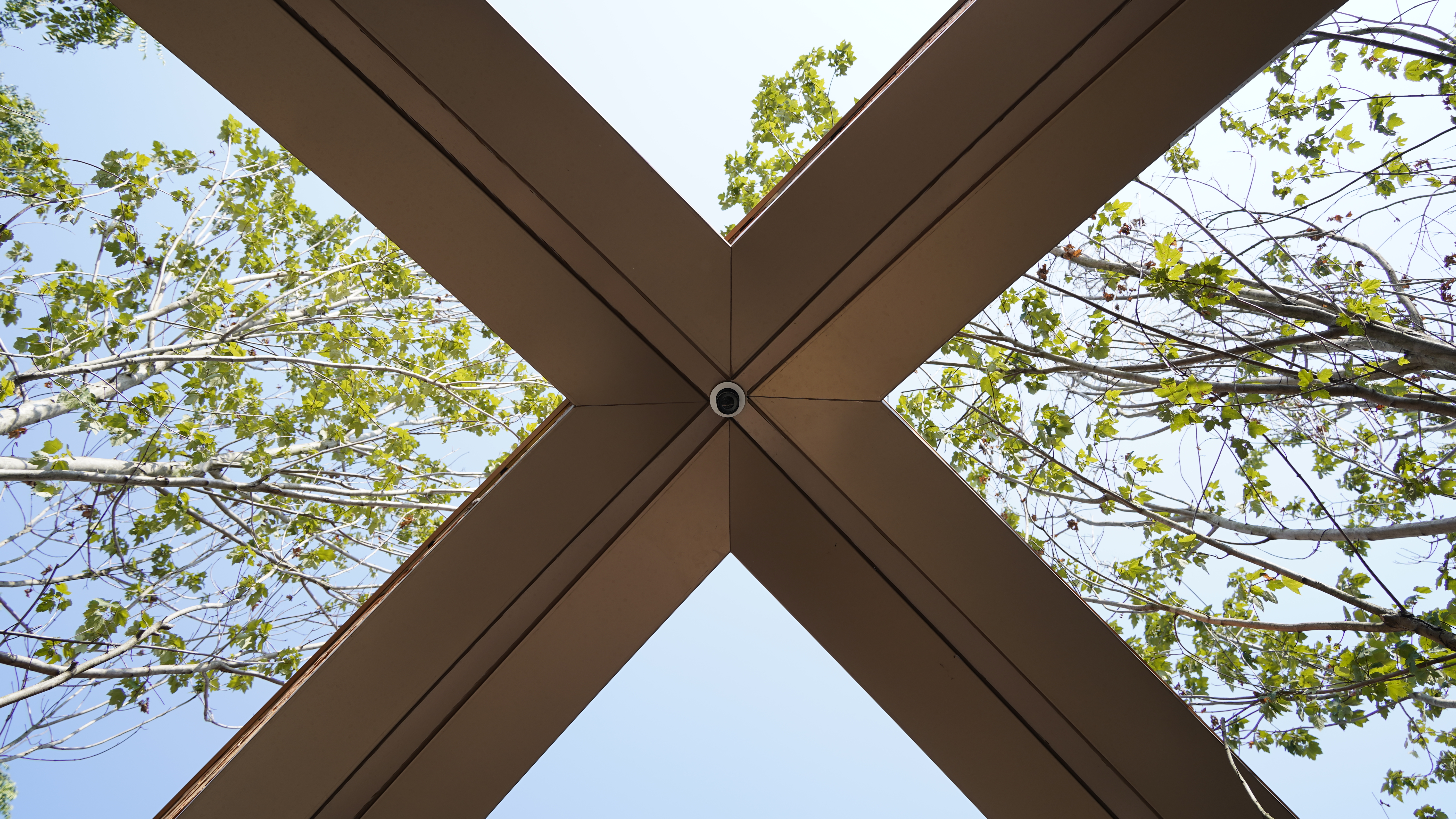 独特X形建筑结构，展现树木天空之美