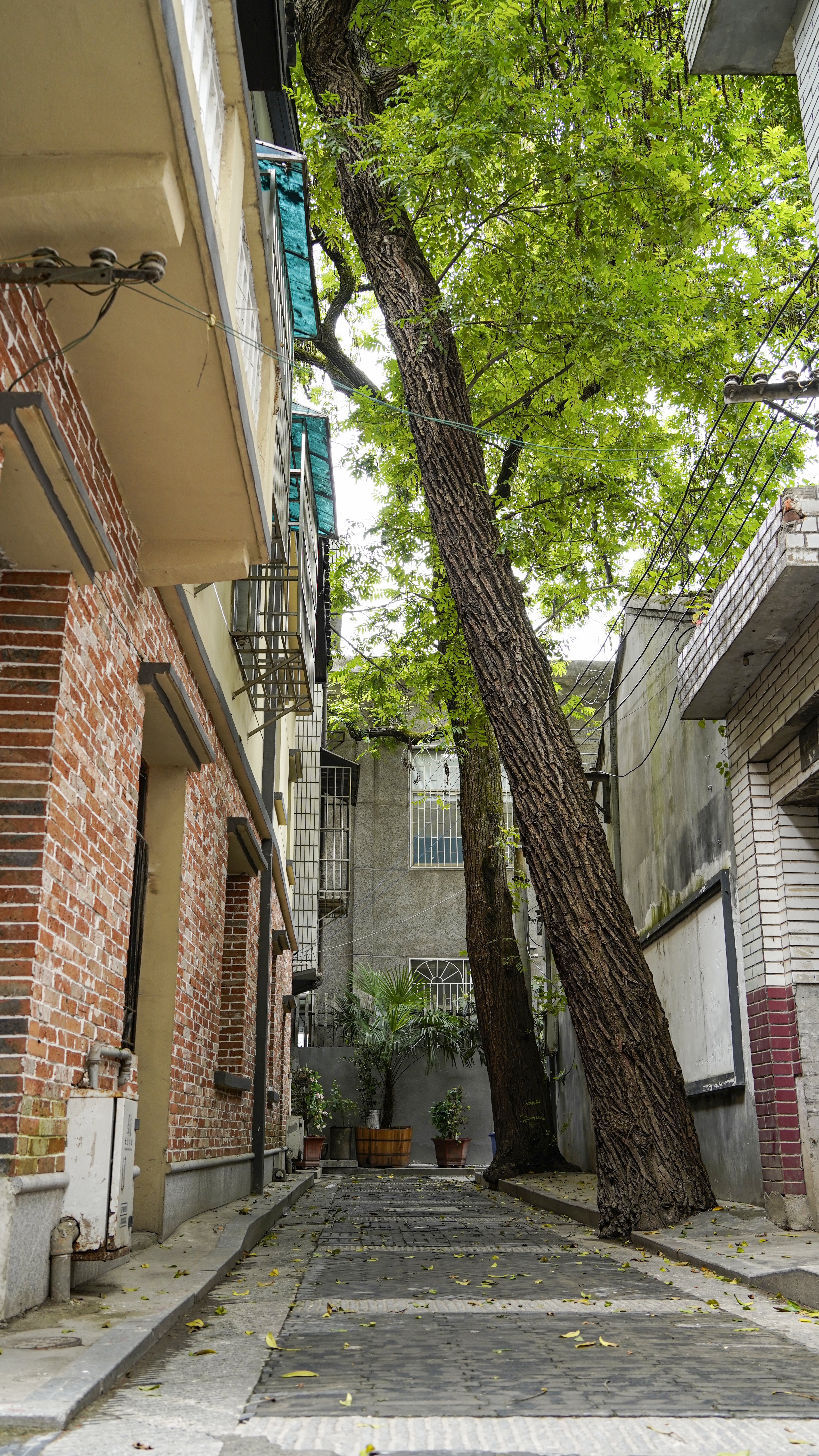 绿意盎然的小巷 城市树木风景电脑壁纸