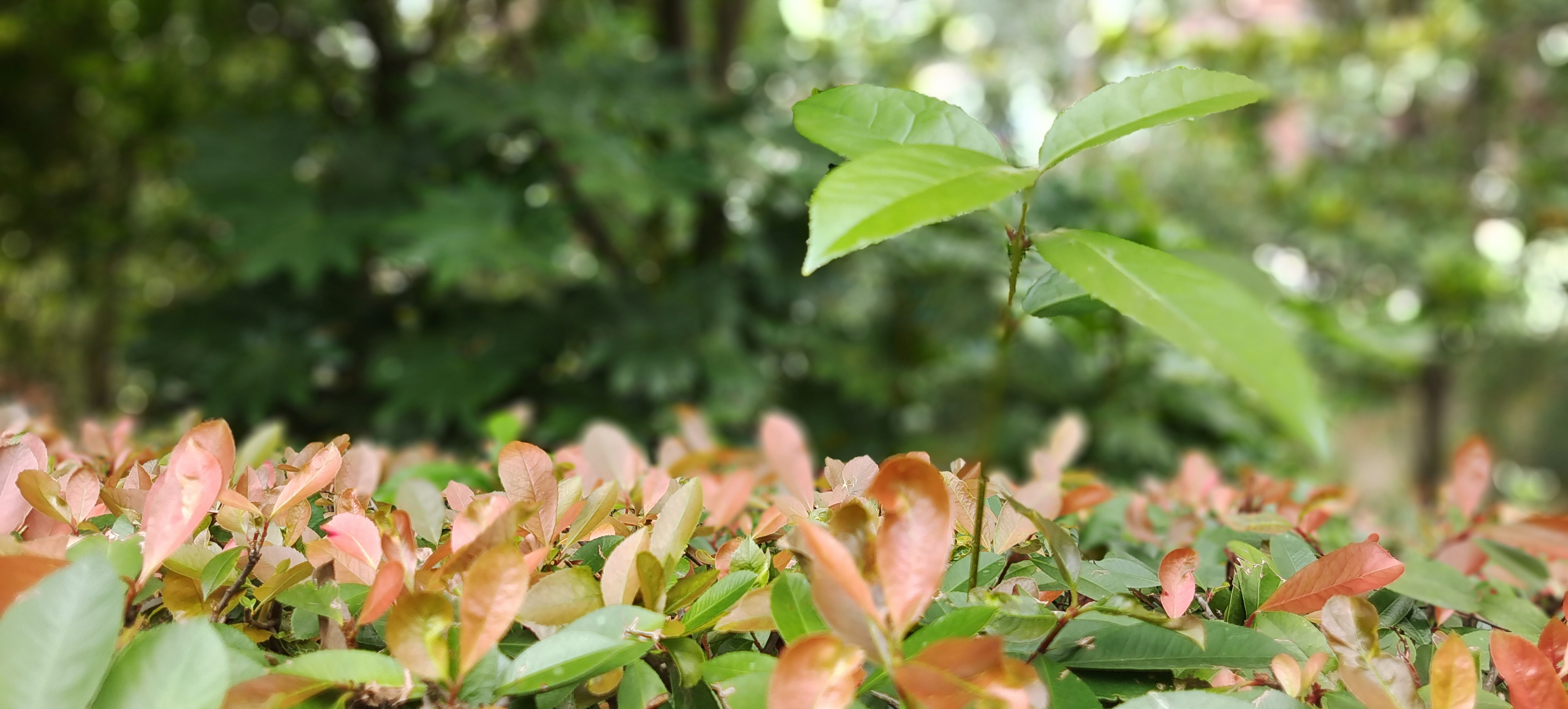 清新绿植展现生机 优质树叶类宣传素材