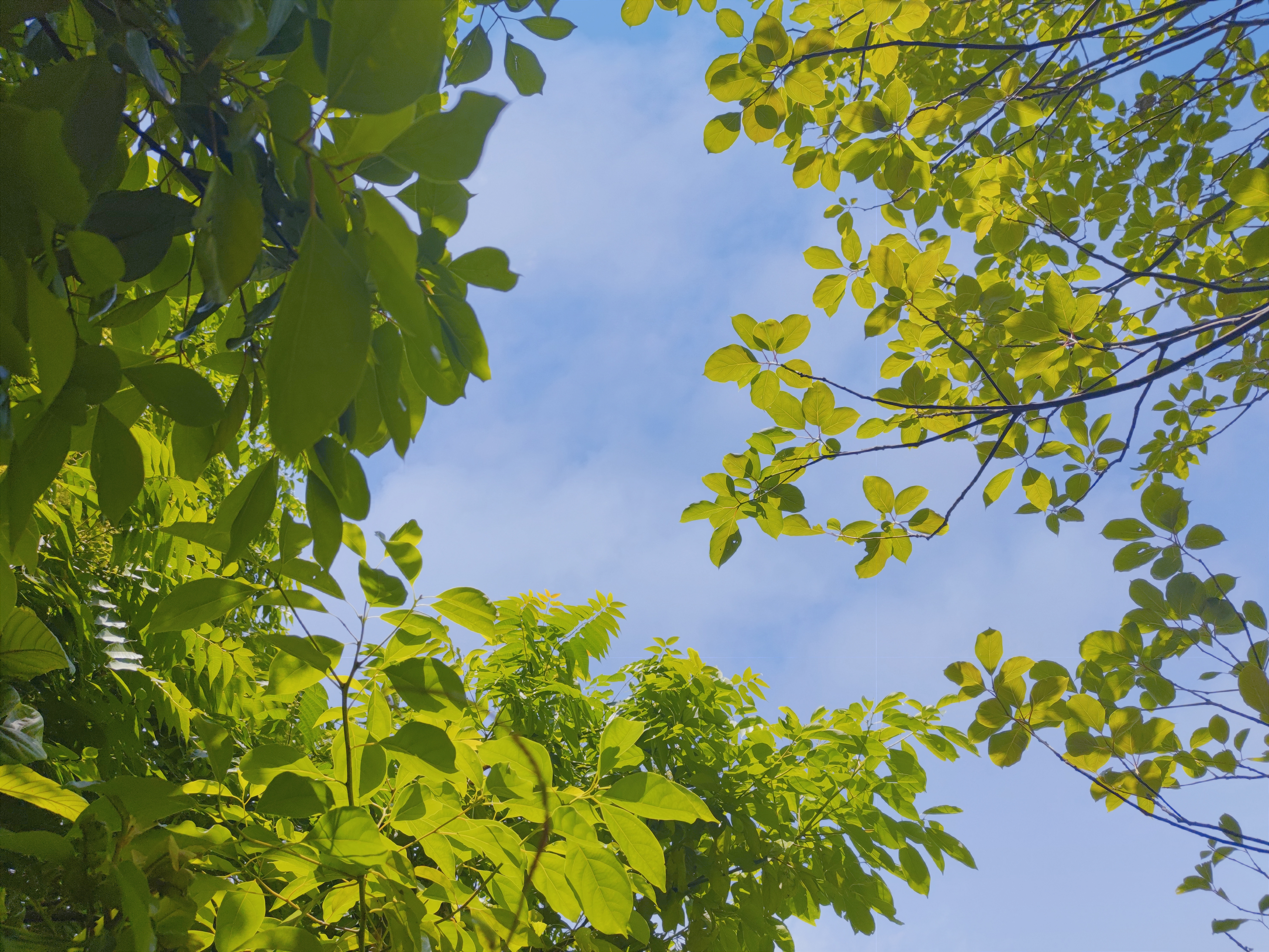 枝叶繁茂的绿树 清新自然的树叶壁纸