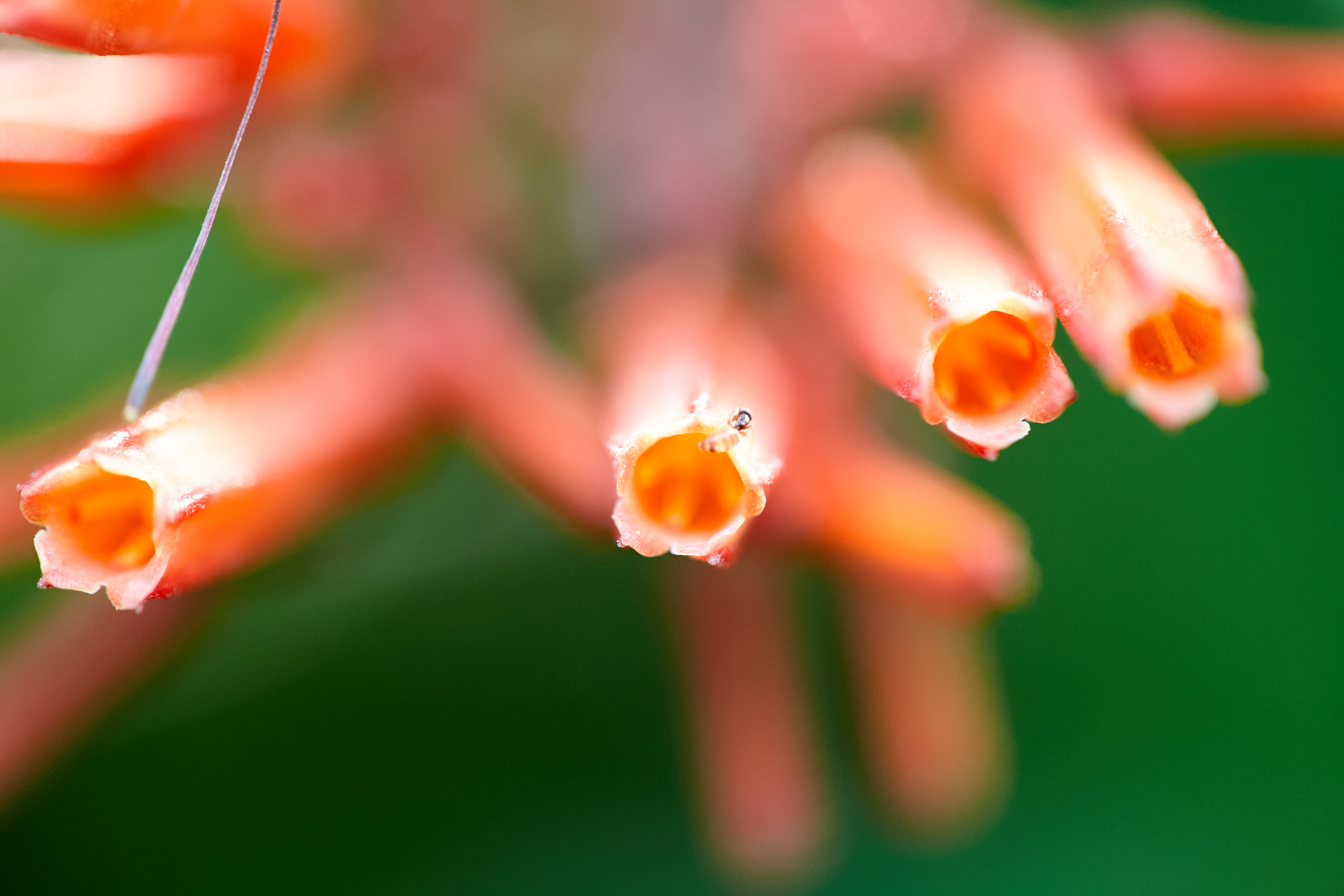 鲜艳橙花