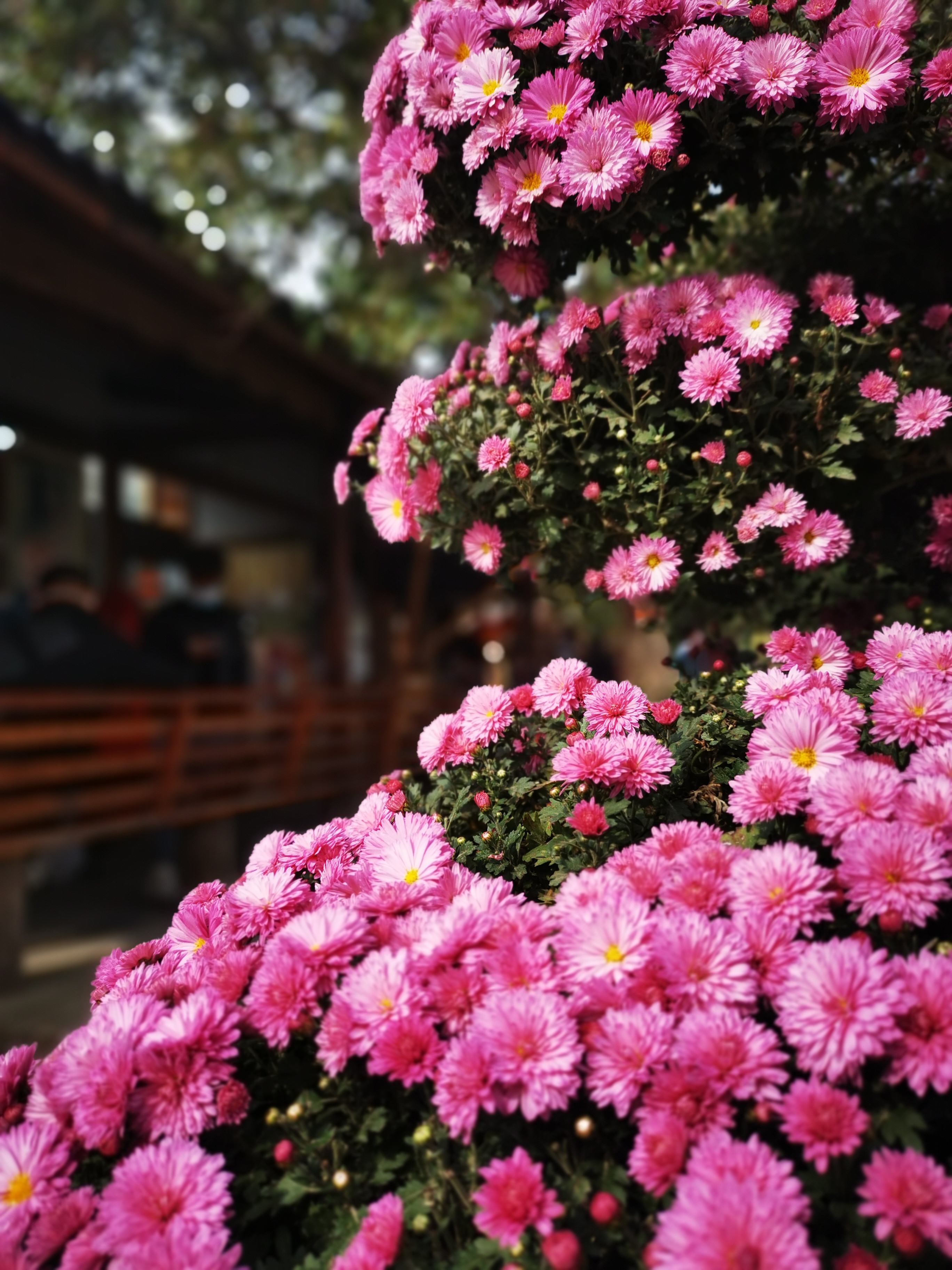 赏缤纷艳丽粉色菊花 感受自然之美