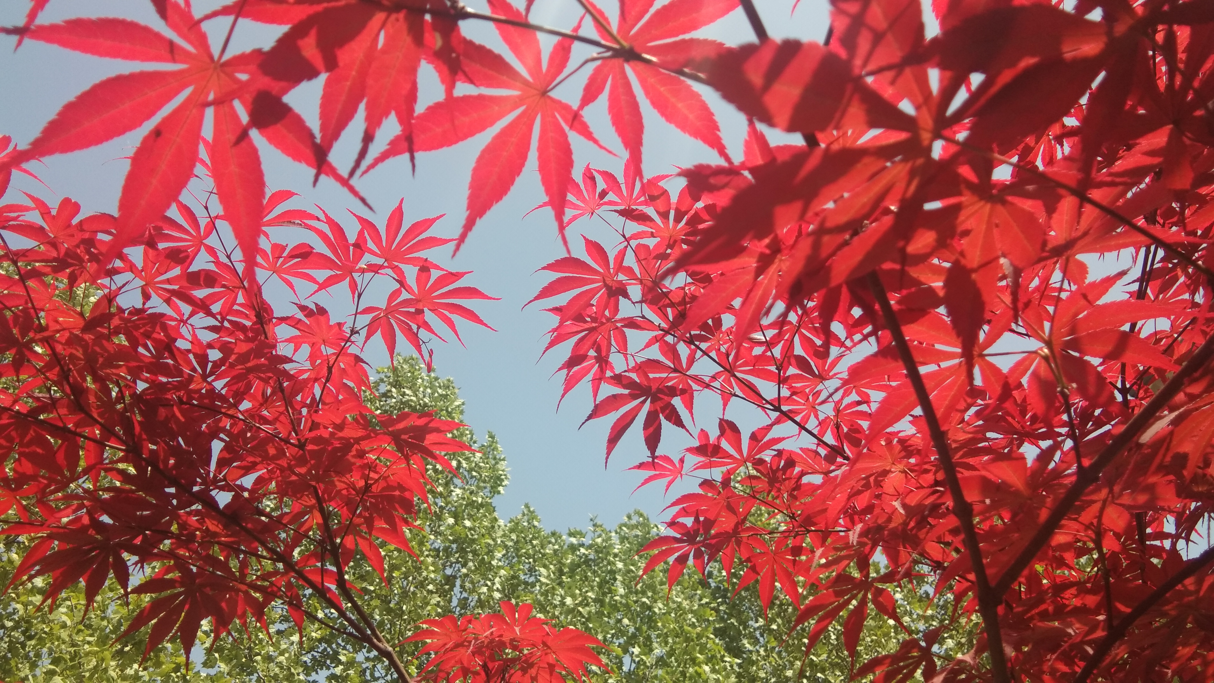 鲜艳红枫叶展现自然之美 树叶电脑壁纸