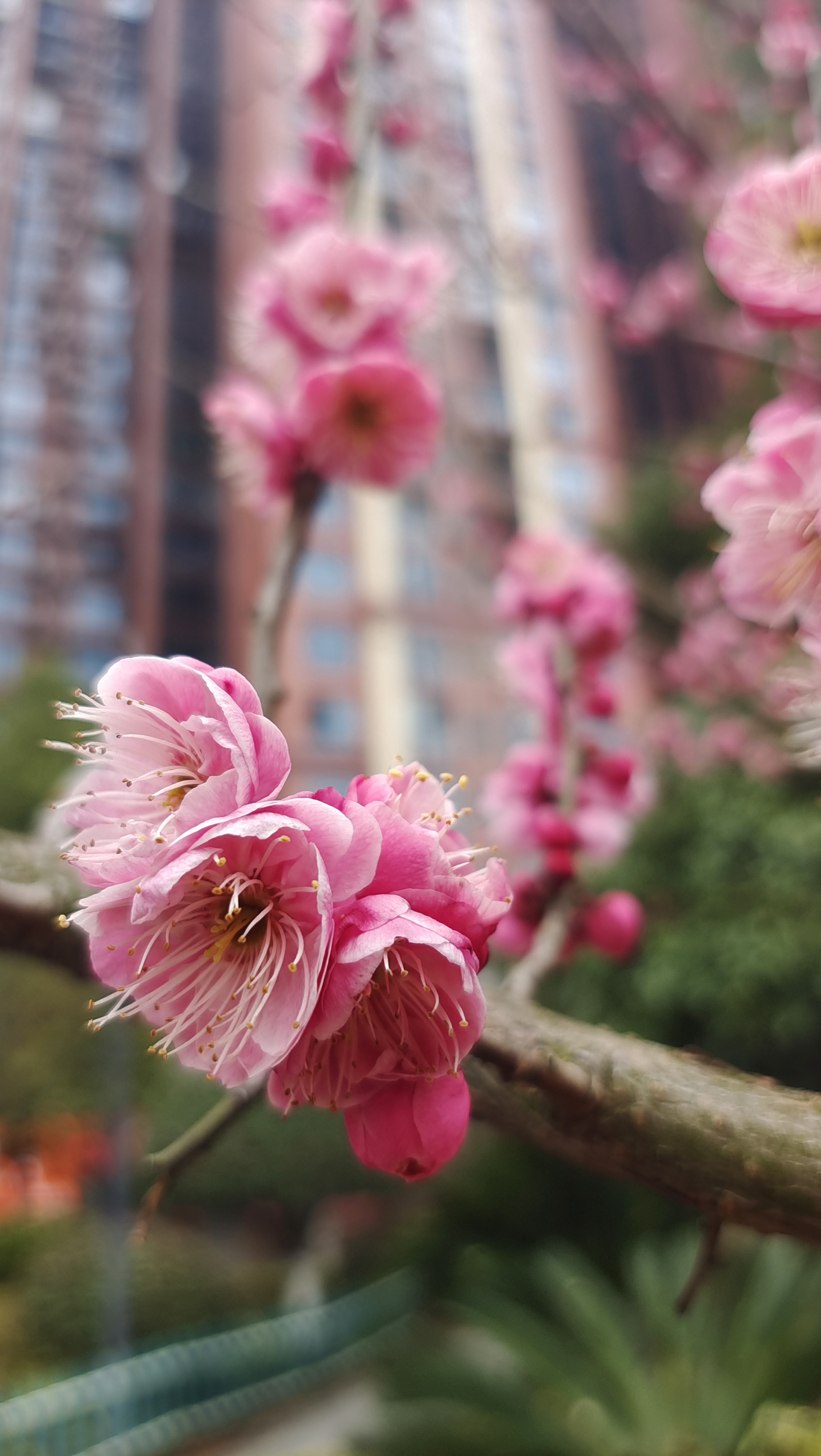 粉色梅花绽放，装点浪漫春日手机壁纸