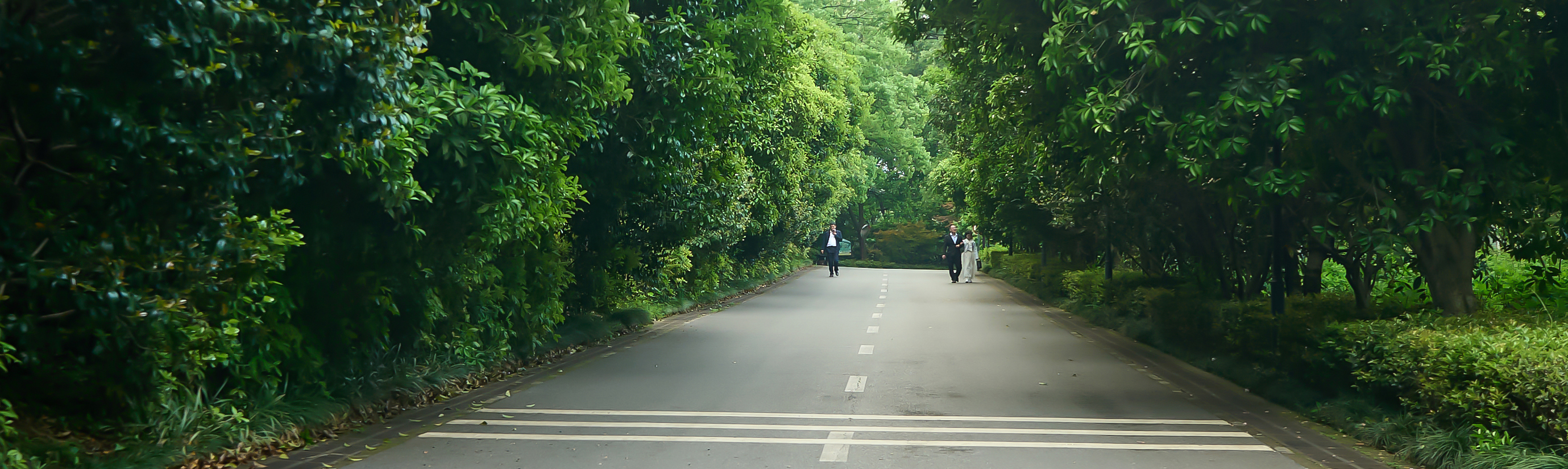绿意盎然的森林道路 适合做手机壁纸