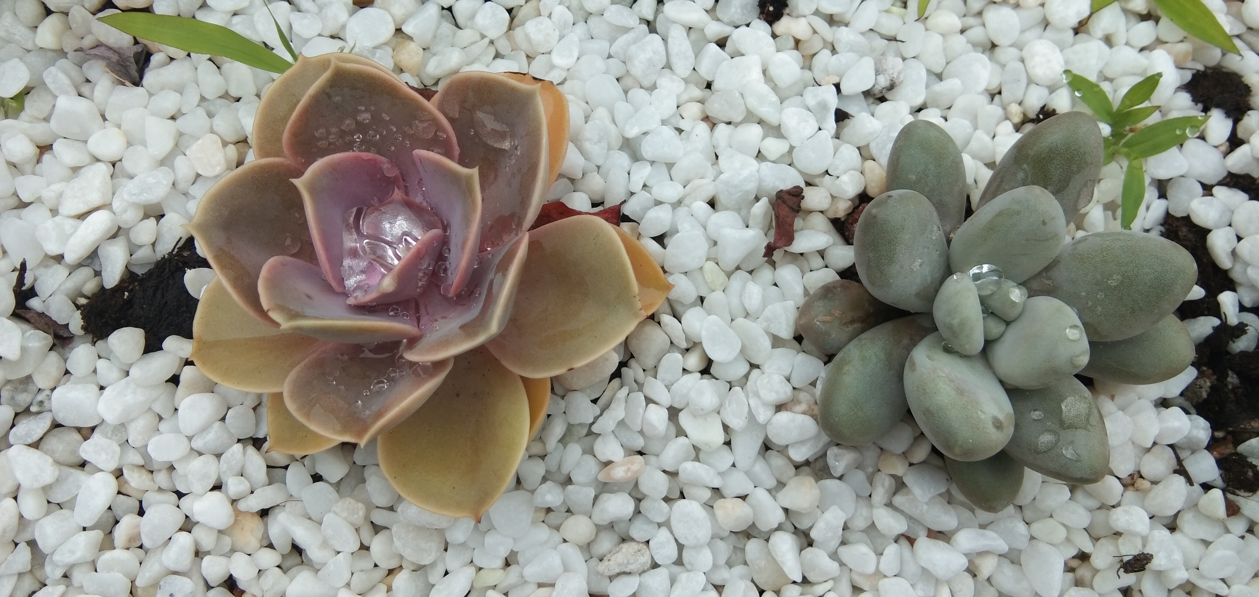 可爱多肉植物装点白色石粒间尽显清新