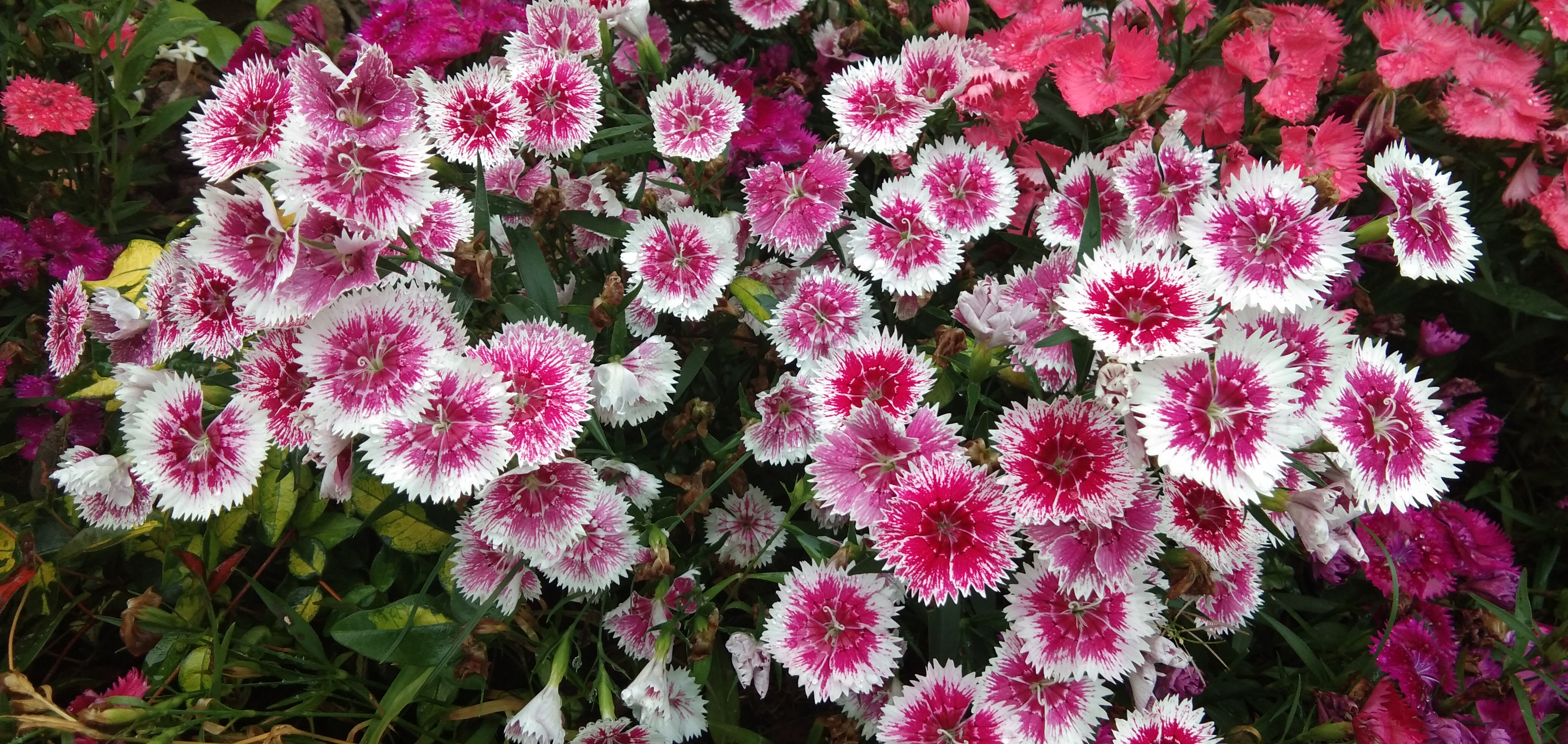 色彩缤纷的石竹花 打造浪漫鲜花宣传物料