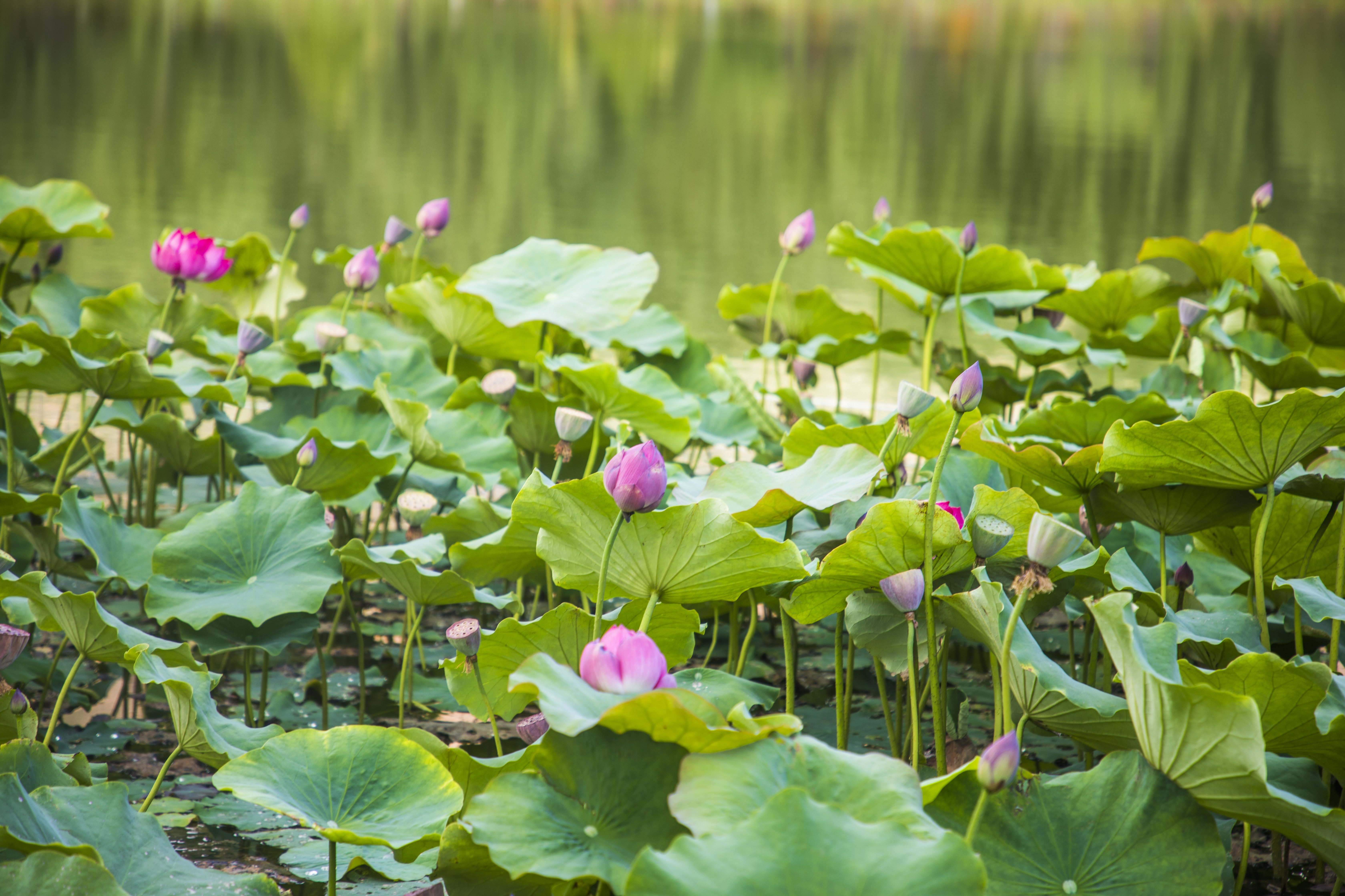 赏满池绿叶粉花，观夏日荷塘之景