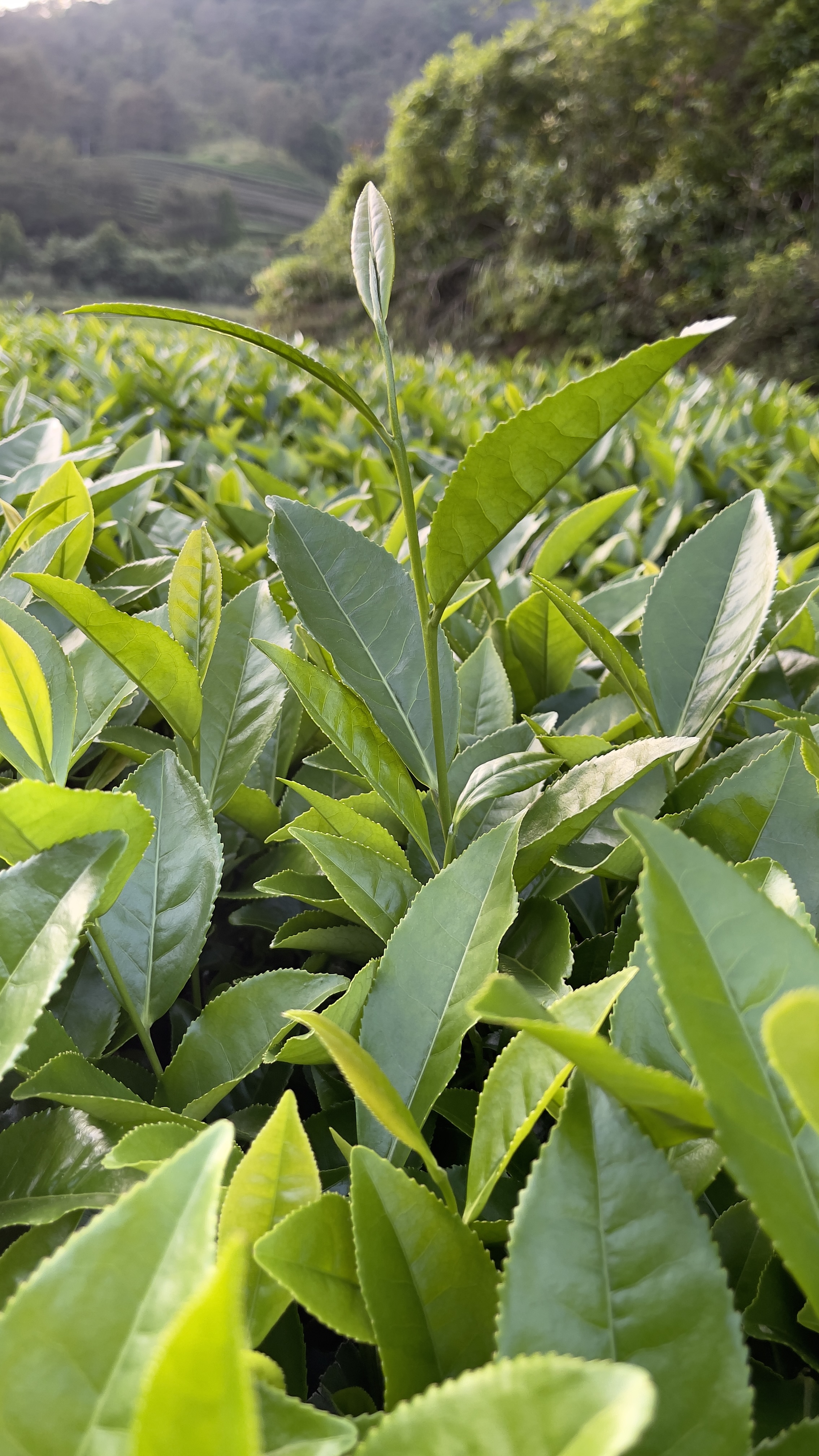 清新茶园风光，绿植美景尽显自然魅力