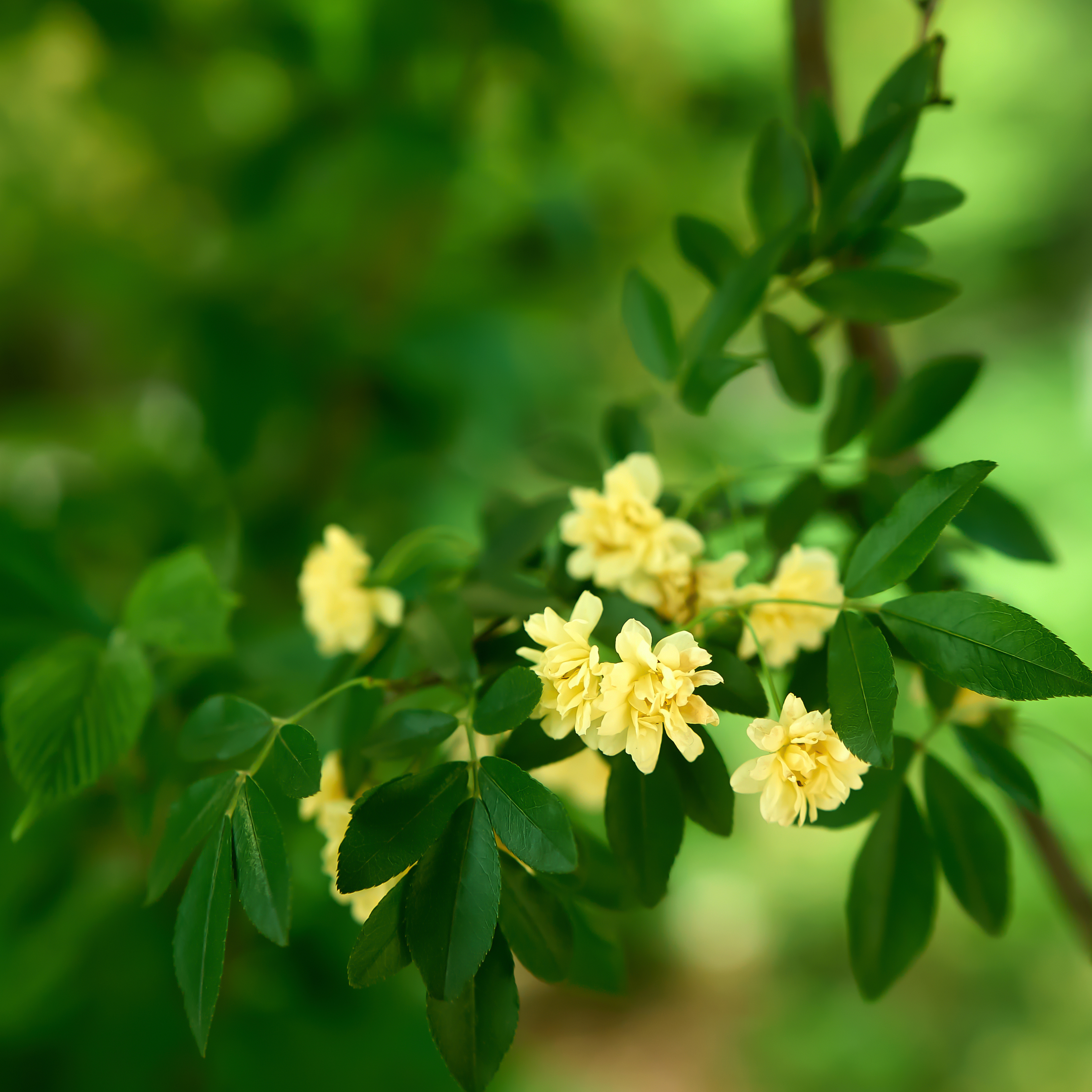 清新绿叶黄花美，鲜花绿植素材超养眼