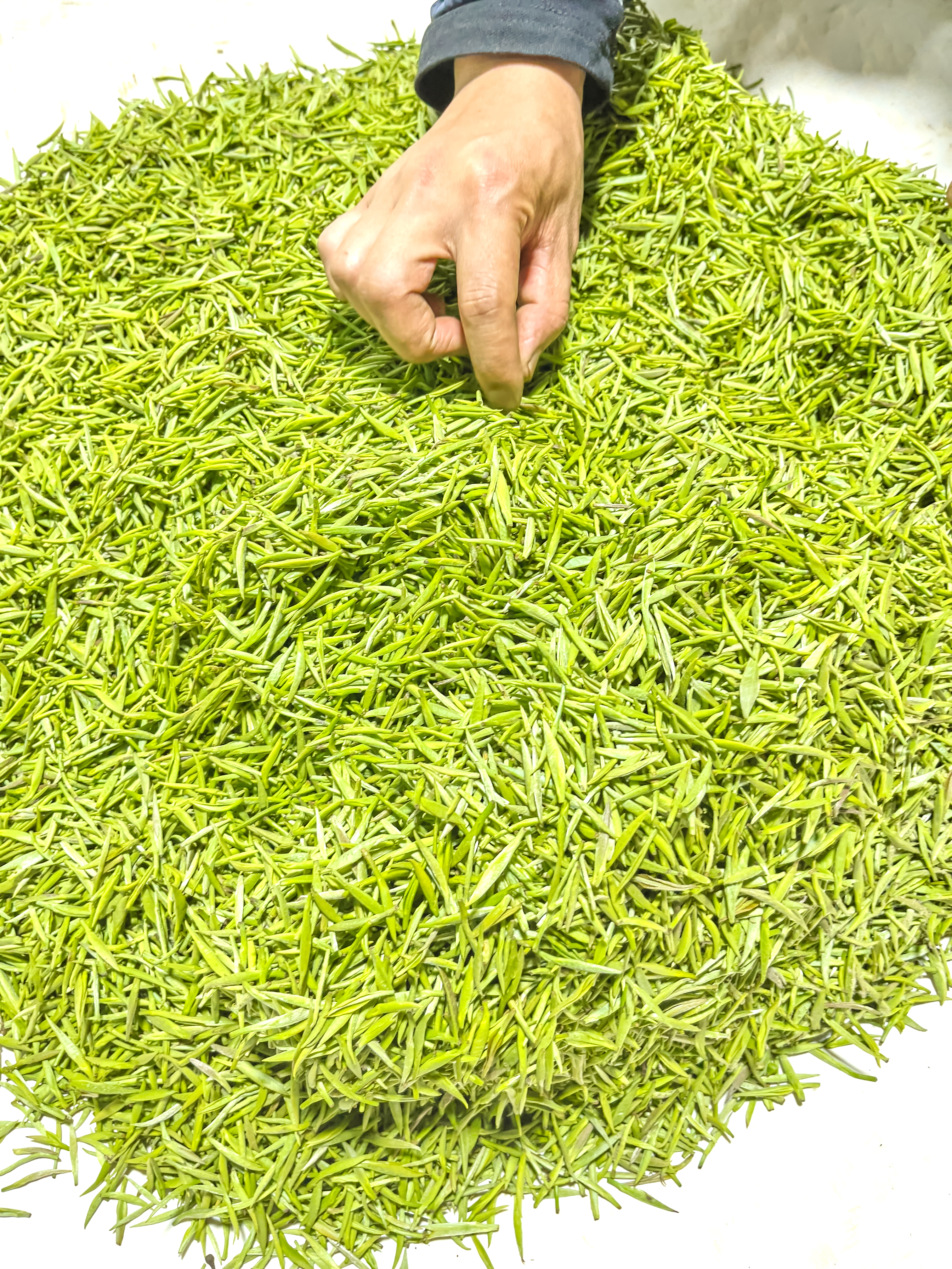 新鲜嫩绿茶叶 优质农产品宣传物料