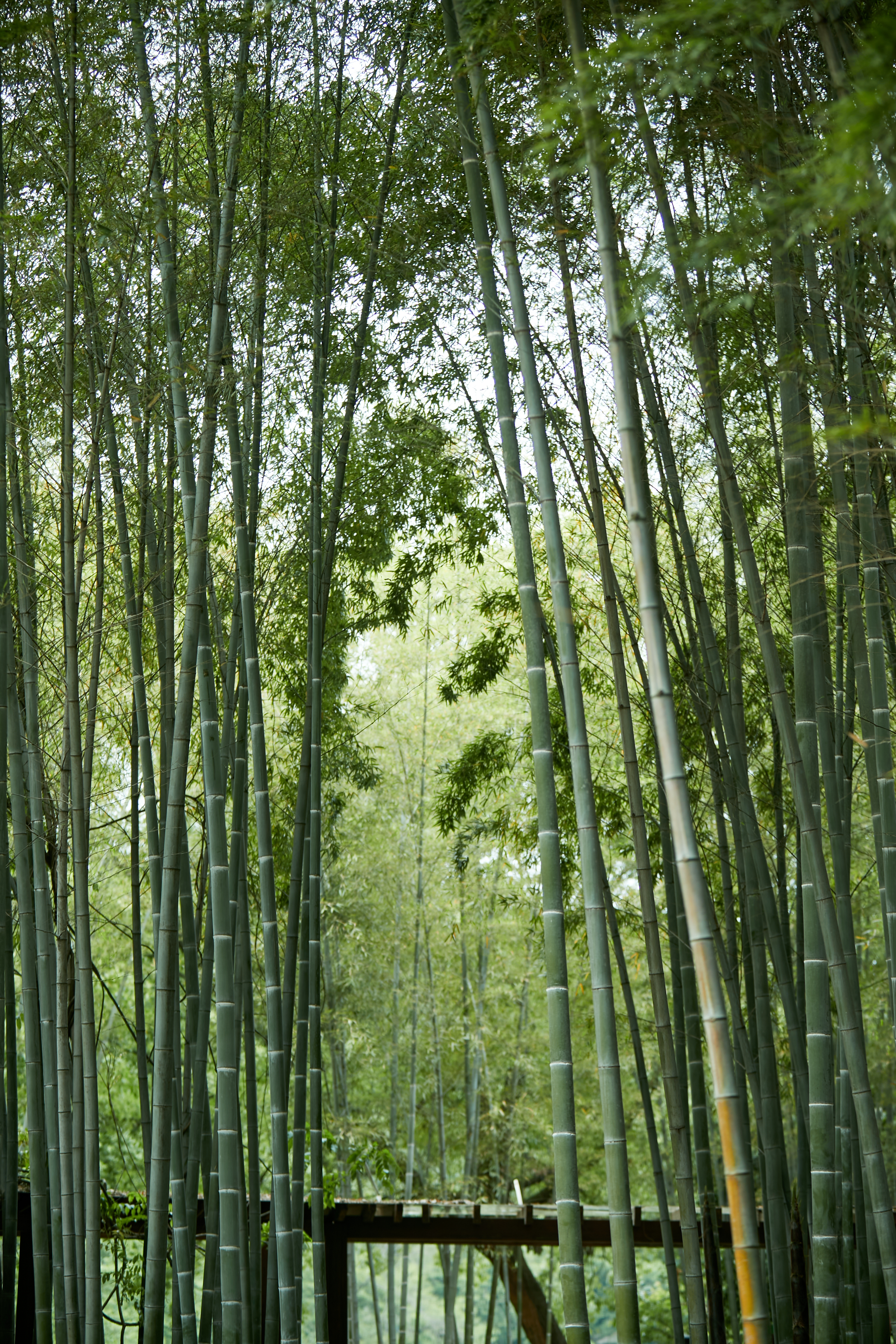 翠绿竹林风光好 清新电脑壁纸惊艳来袭