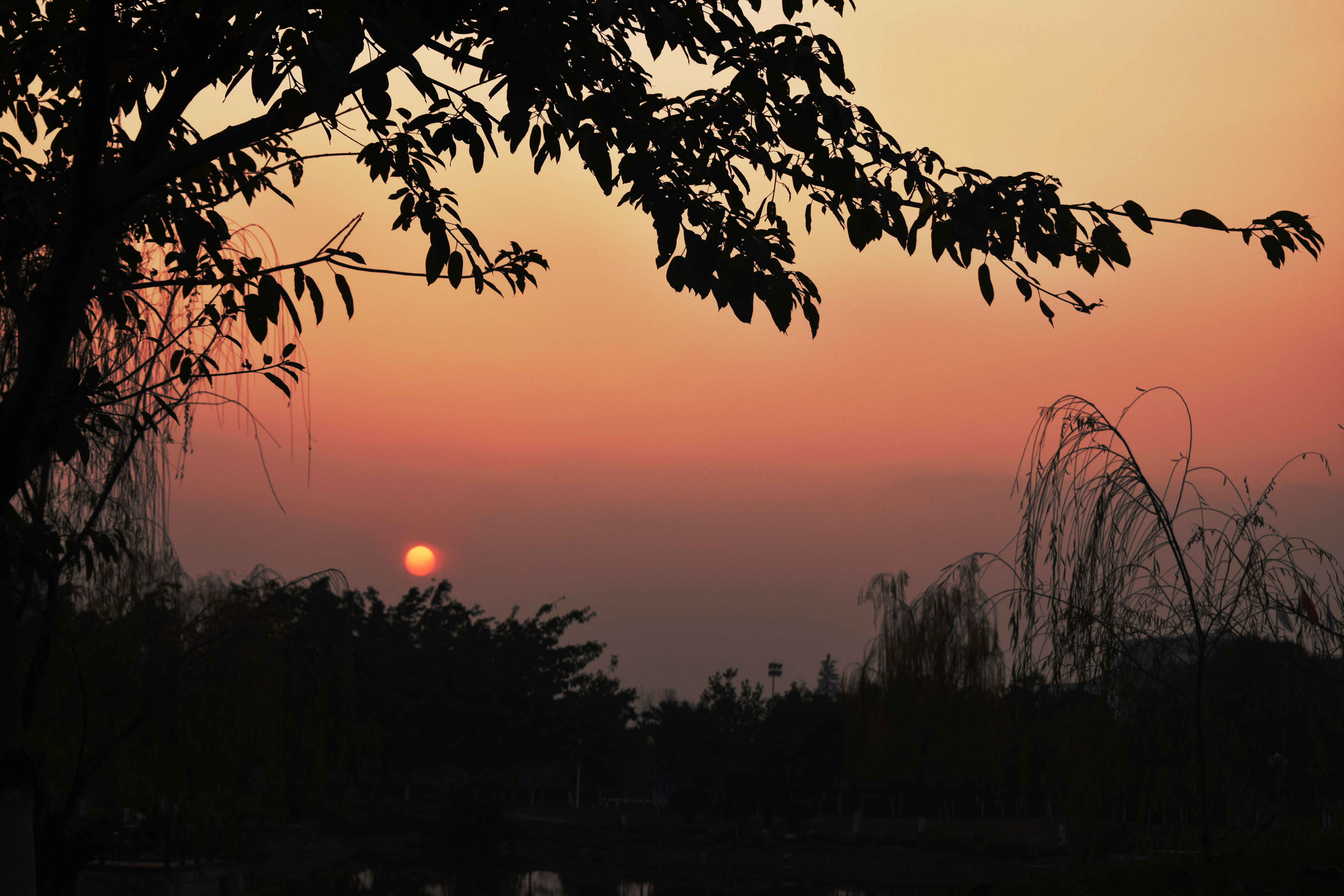夕阳西下树叶剪影构成绝美自然景观