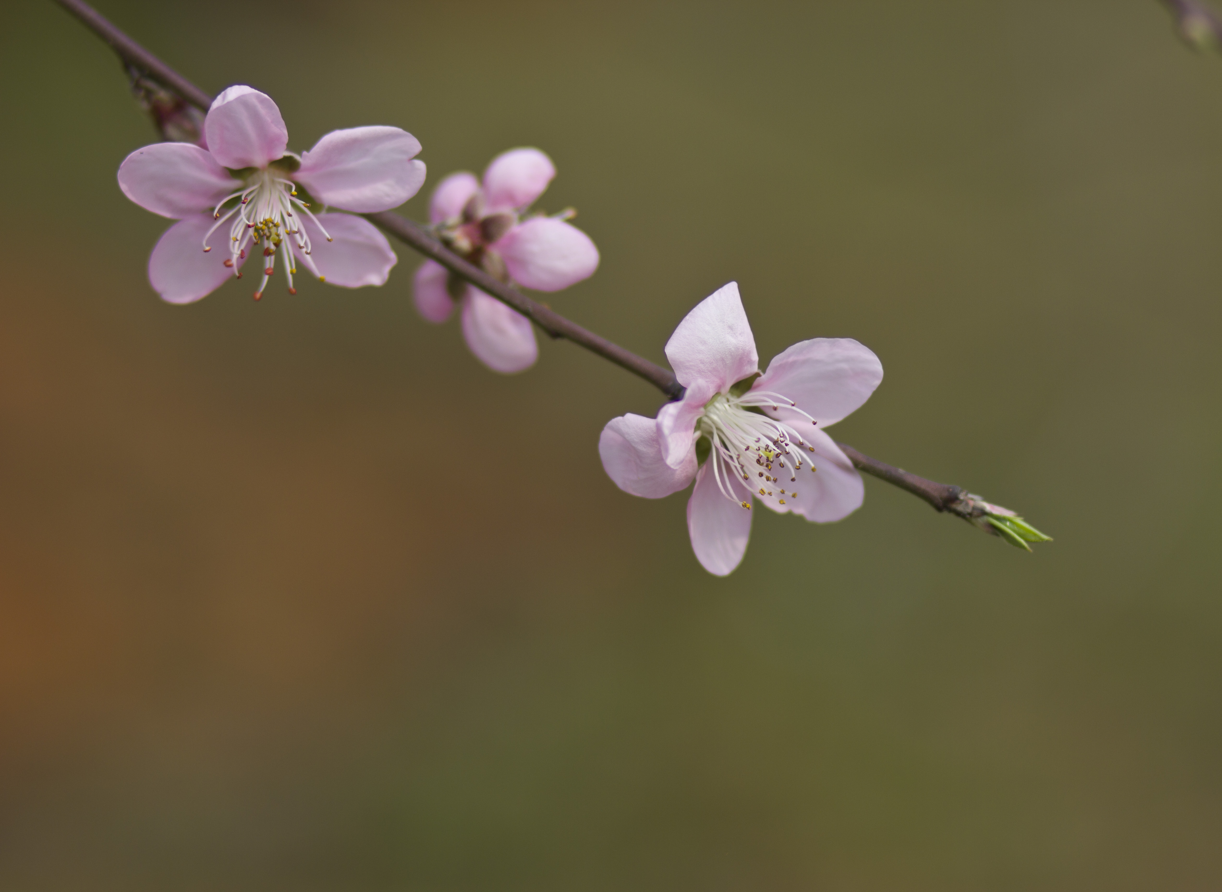 粉嫩桃花枝头俏，春日浪漫氛围满溢其中